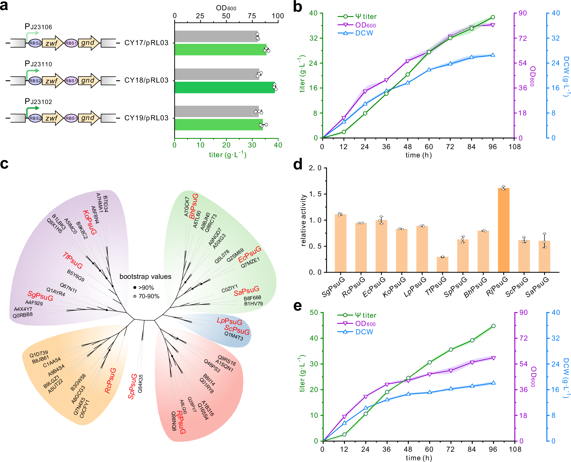 Fig. 5: Further improvement of Ψ titer via reinforcing the glucose utilization pathway and evaluating the optimal psuG.