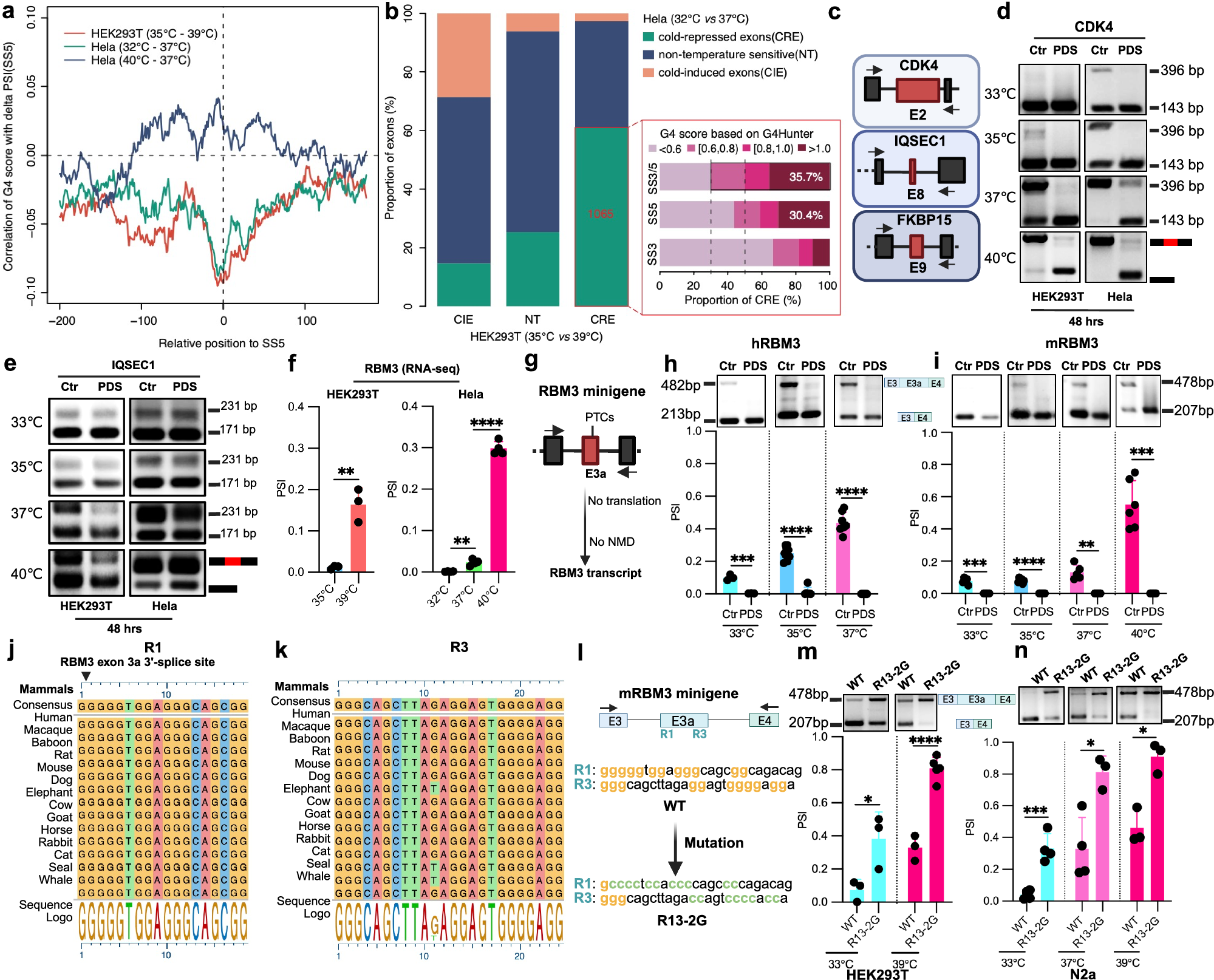 Fig. 2: G4 stabilizers suppress the inclusion of cold-repressed exons.