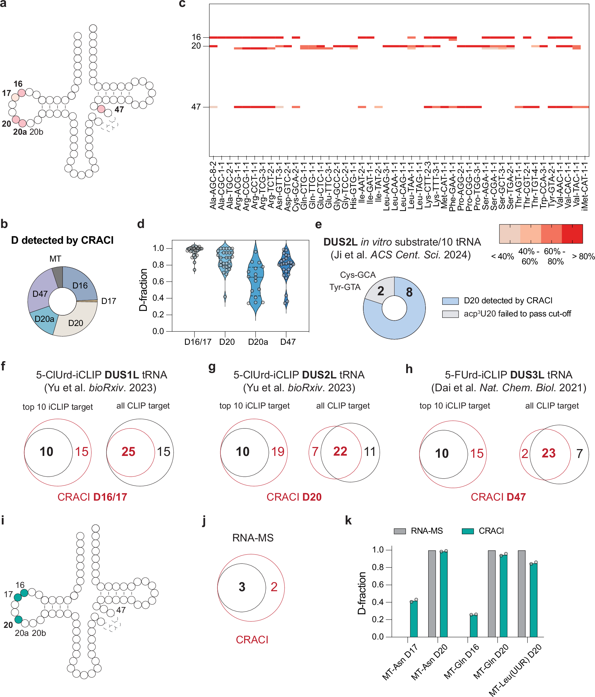 Fig. 2: CRACI profiles D sites in HepG2 tRNA in a quantitative manner.