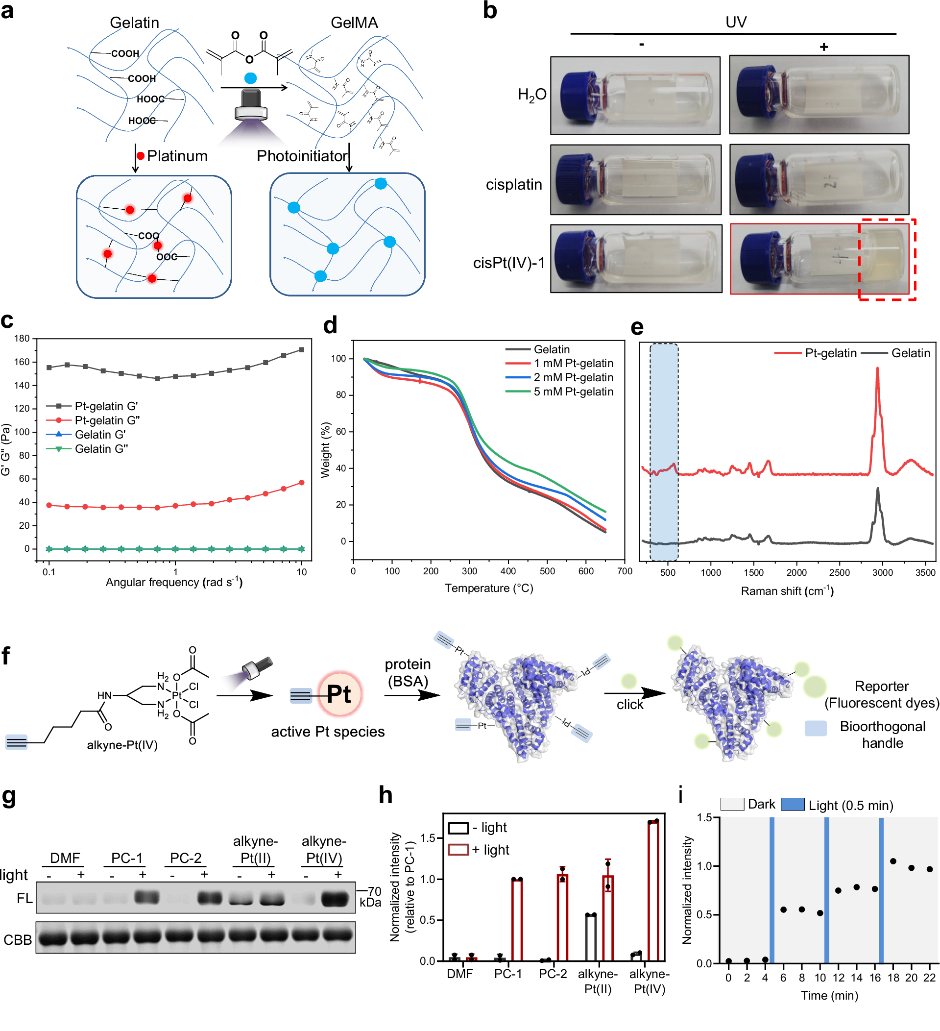 Fig. 5: Pt(IV) prodrugs as photocrosslinkers for hydrogelation and protein labeling.