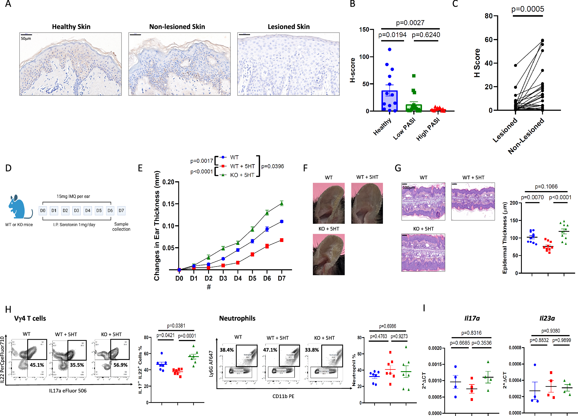 Fig. 7: Serotonin is the putative agonist of HTR2A attenuating psoriatic inflammation.