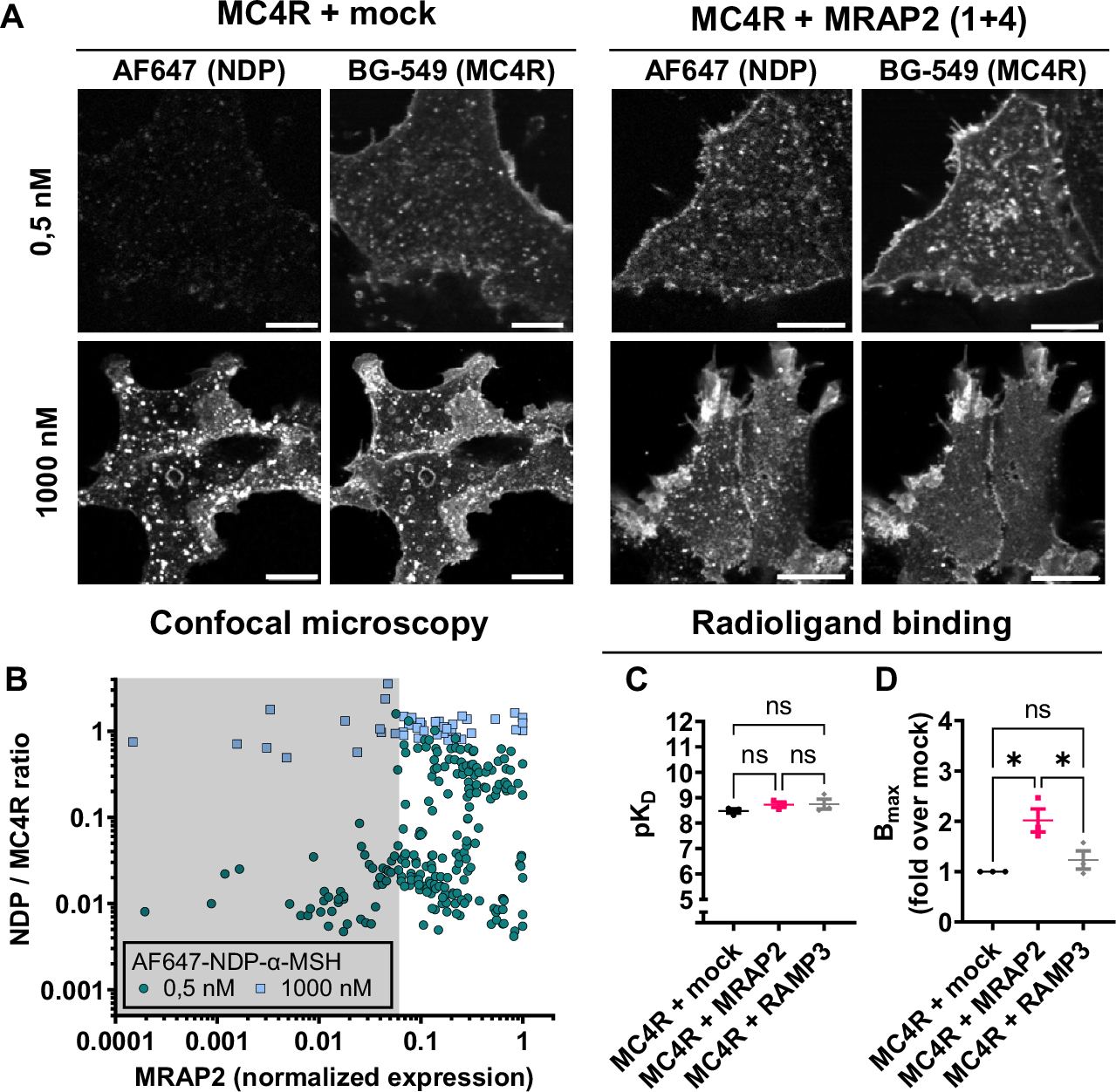 Fig. 3: Binding of NDP-α-MSH is increased in HEK293 expressing MRAP2.