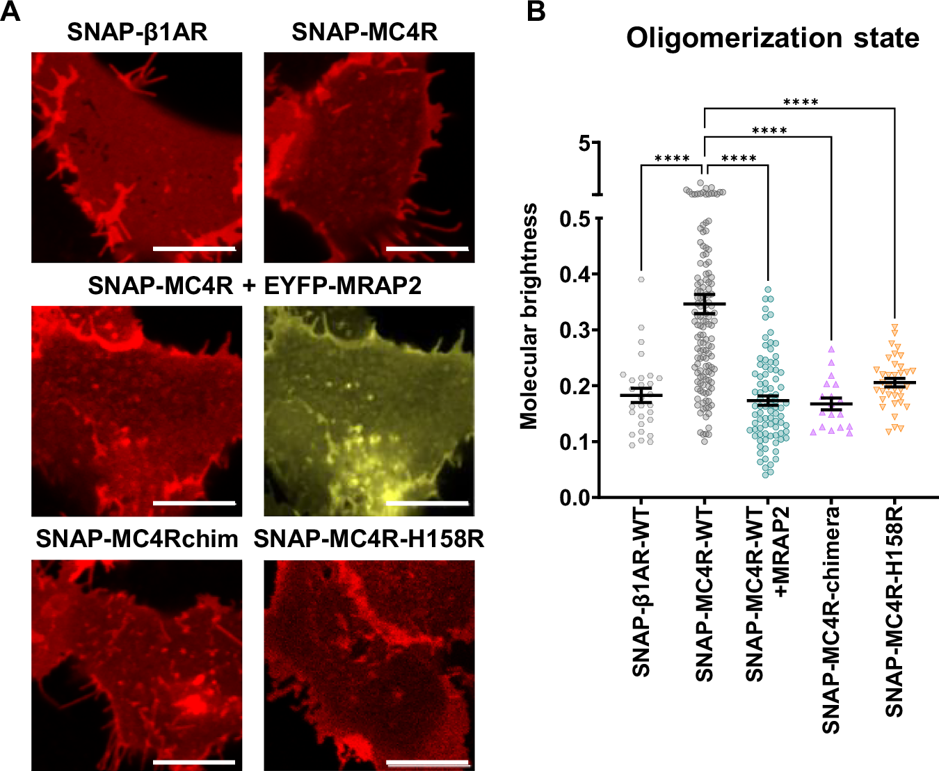 Fig. 7: Oligomeric state of MC4R in the presence or absence of MRAP2.
