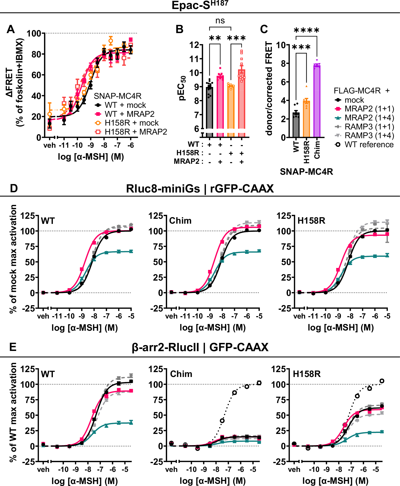 Fig. 8: Signaling profile of monomeric MC4R mutant and MC4R chimera are altered by co-expression of MRAP2.