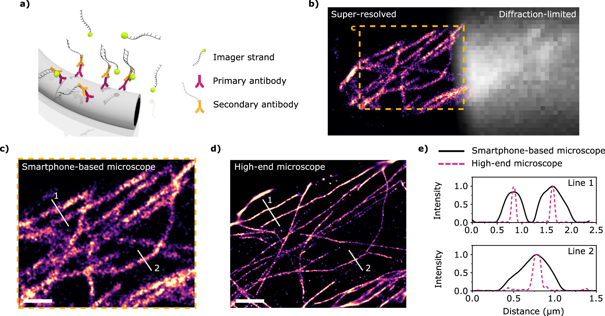 Fig. 4: Super-resolution DNA-PAINT imaging on cells.