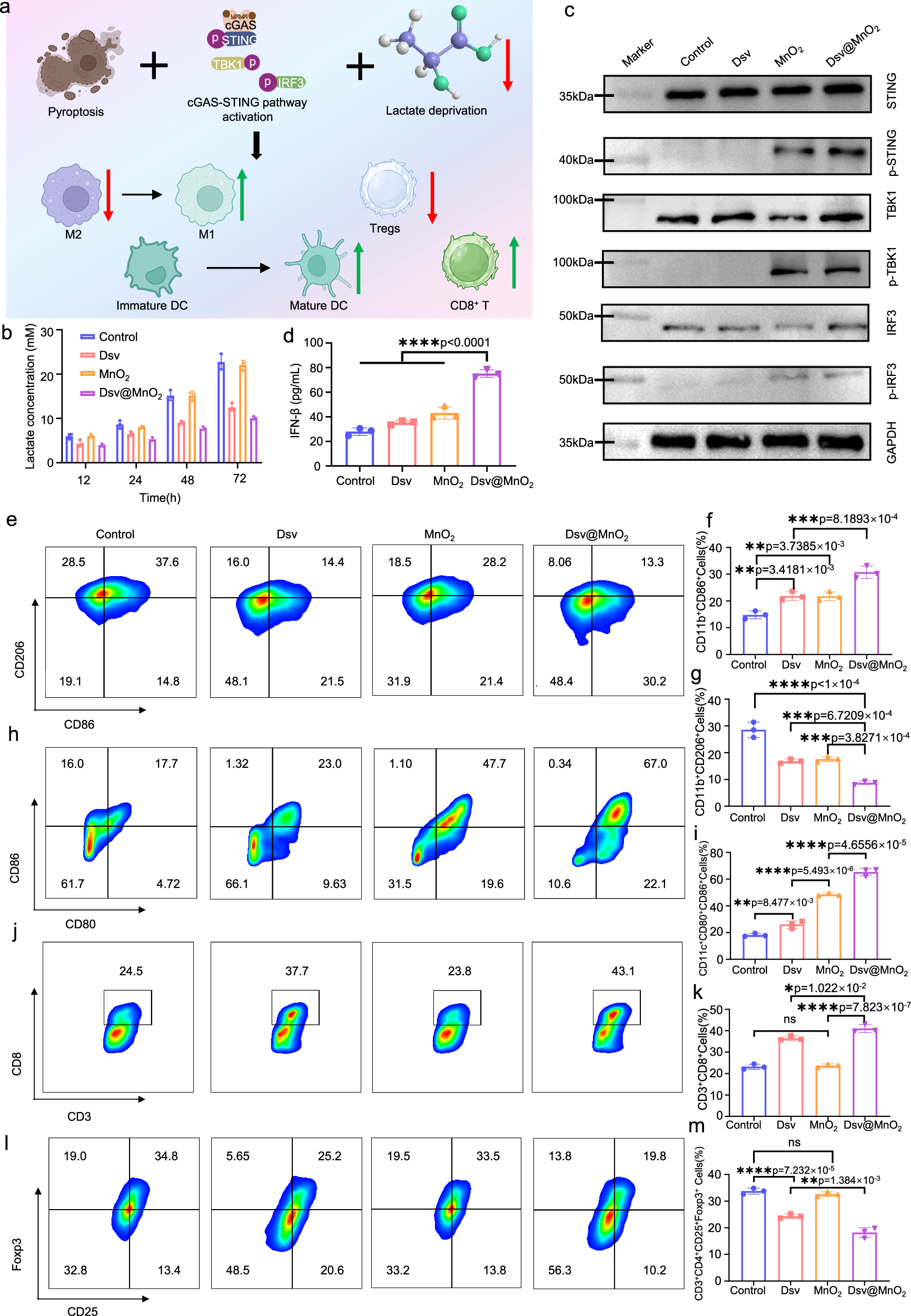 Fig. 6: In vitro immunomodulatory effects of the micro-nano MFC.