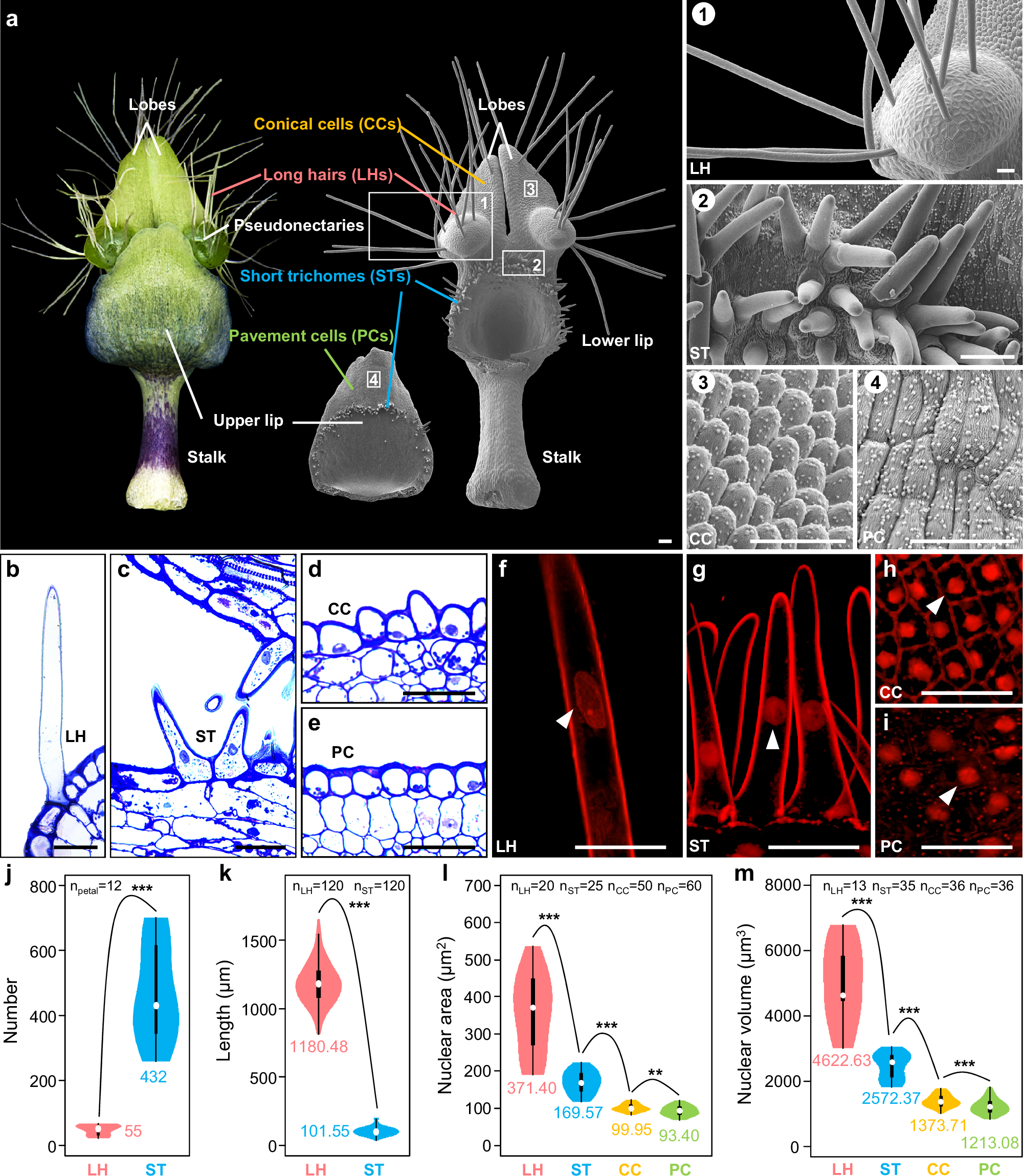 Fig. 1: Cellular features of conical cells, short trichomes, and long hairs on Nigella damascena petals.