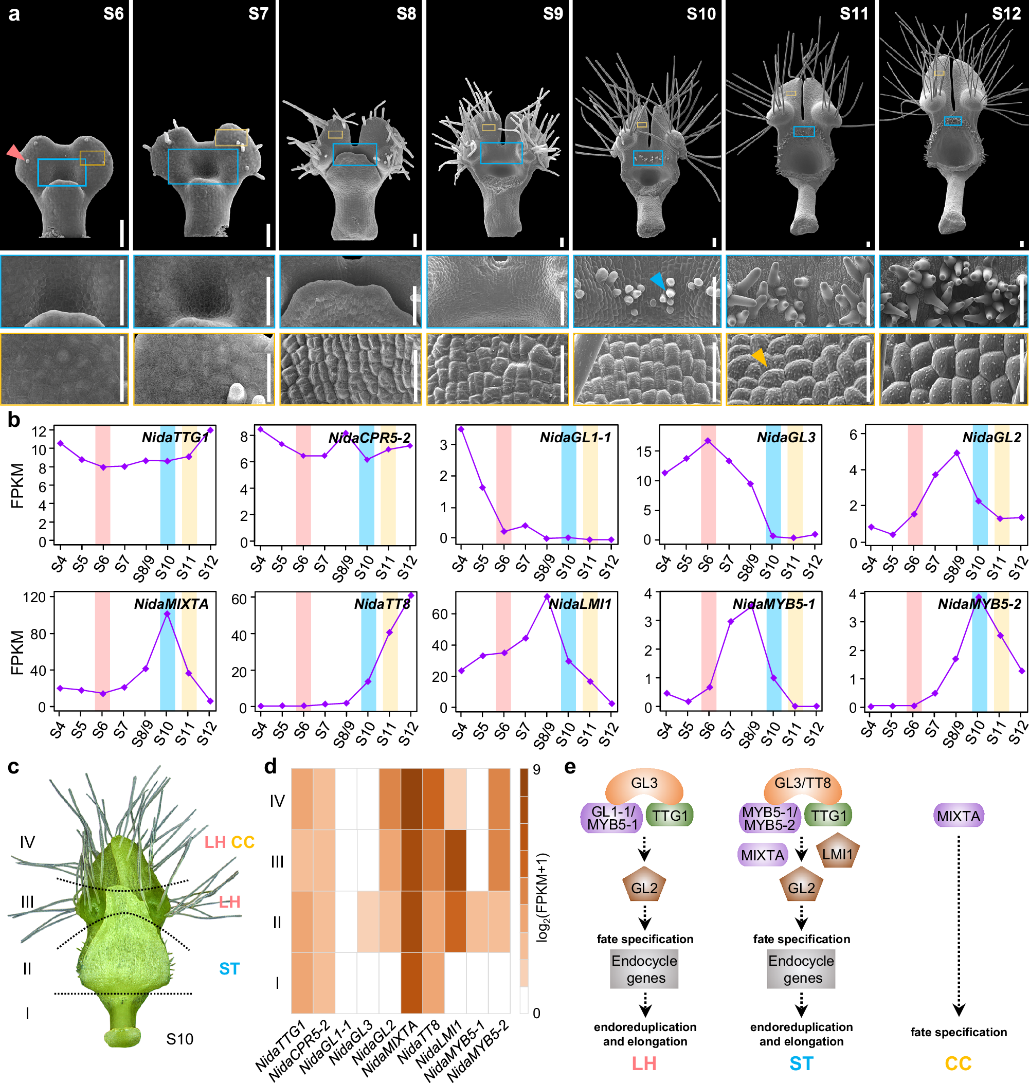 Fig. 2: Development processes of conical cells, short trichomes, and long hairs as well as expression profiles of key candidate genes in Nigella damascena petals.
