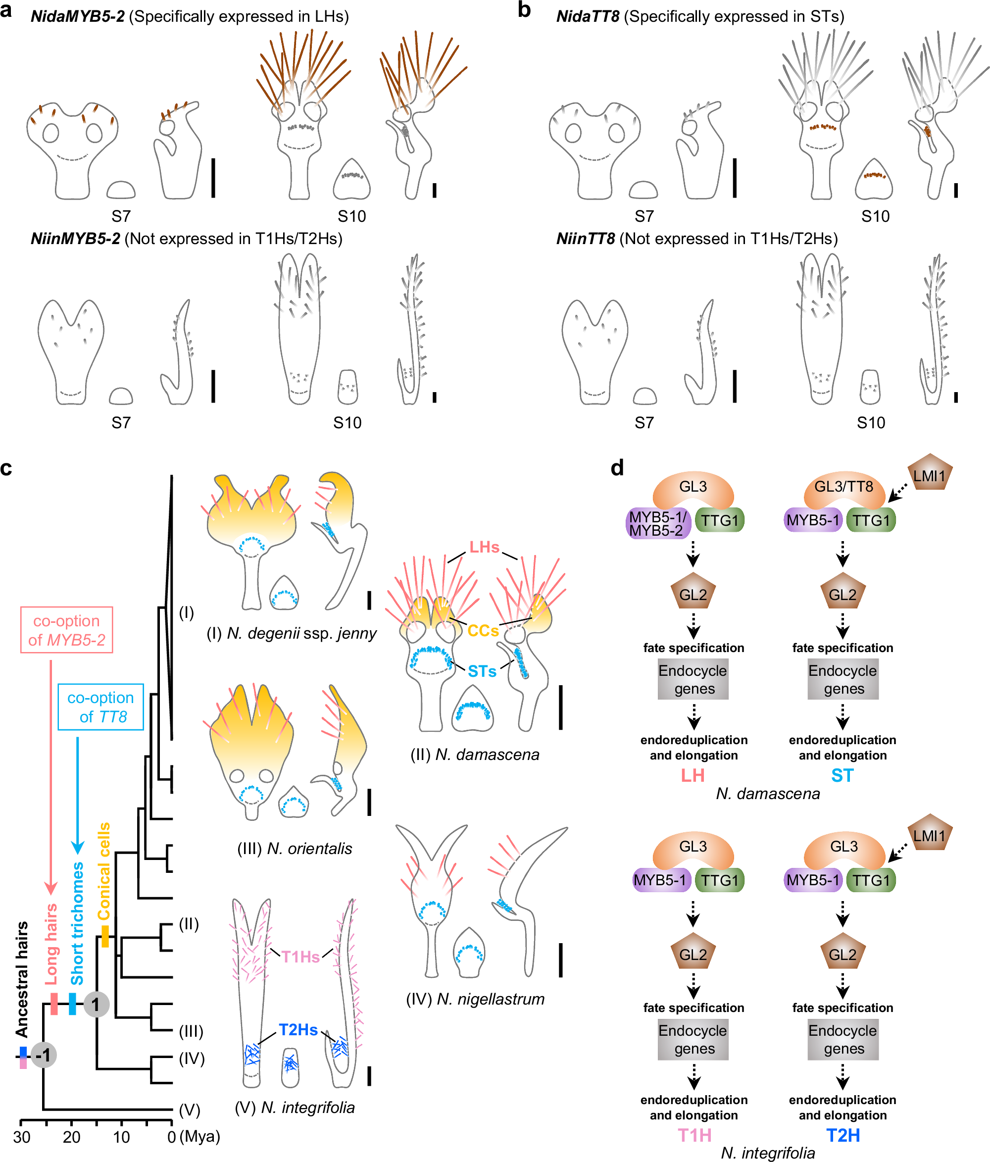 Fig. 7: Possible evolutionary scenarios for the evolution of short trichomes and long hairs on Nigella petals.