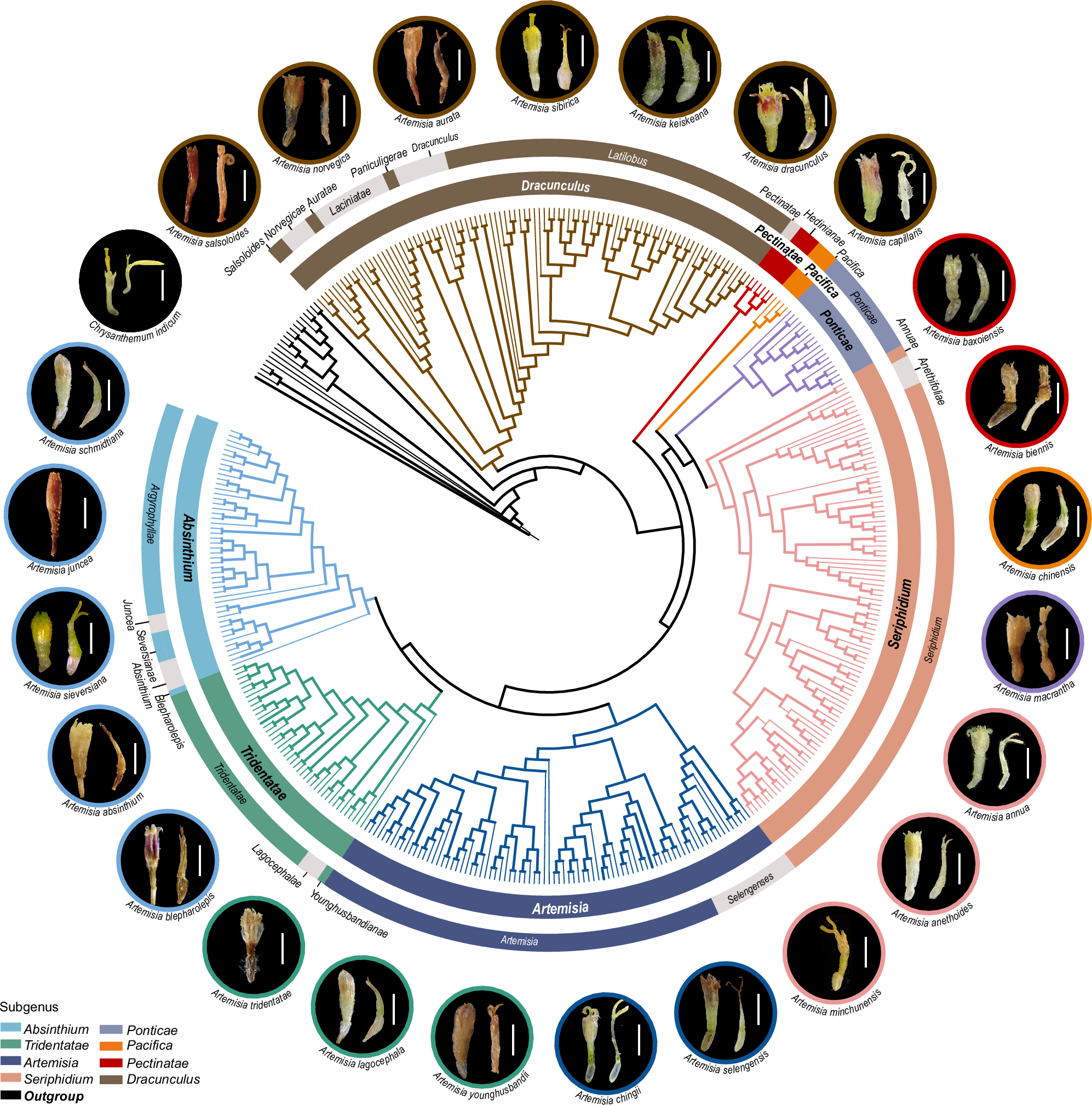 Fig. 2: Global phylogeny of Artemisia.