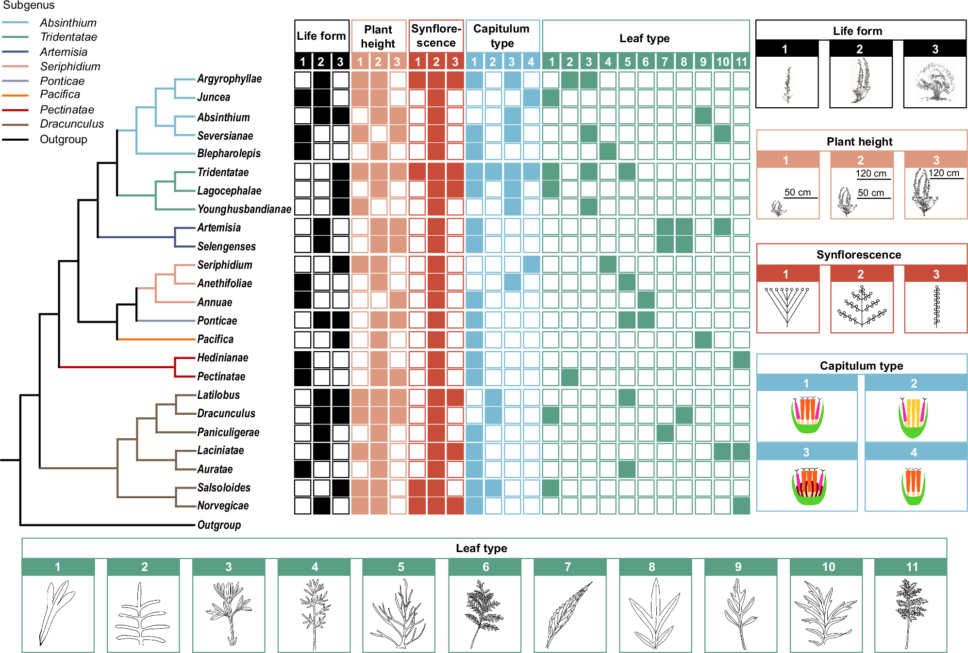 Fig. 4: Macromorphological character variation across 24 sections of Artemisia.