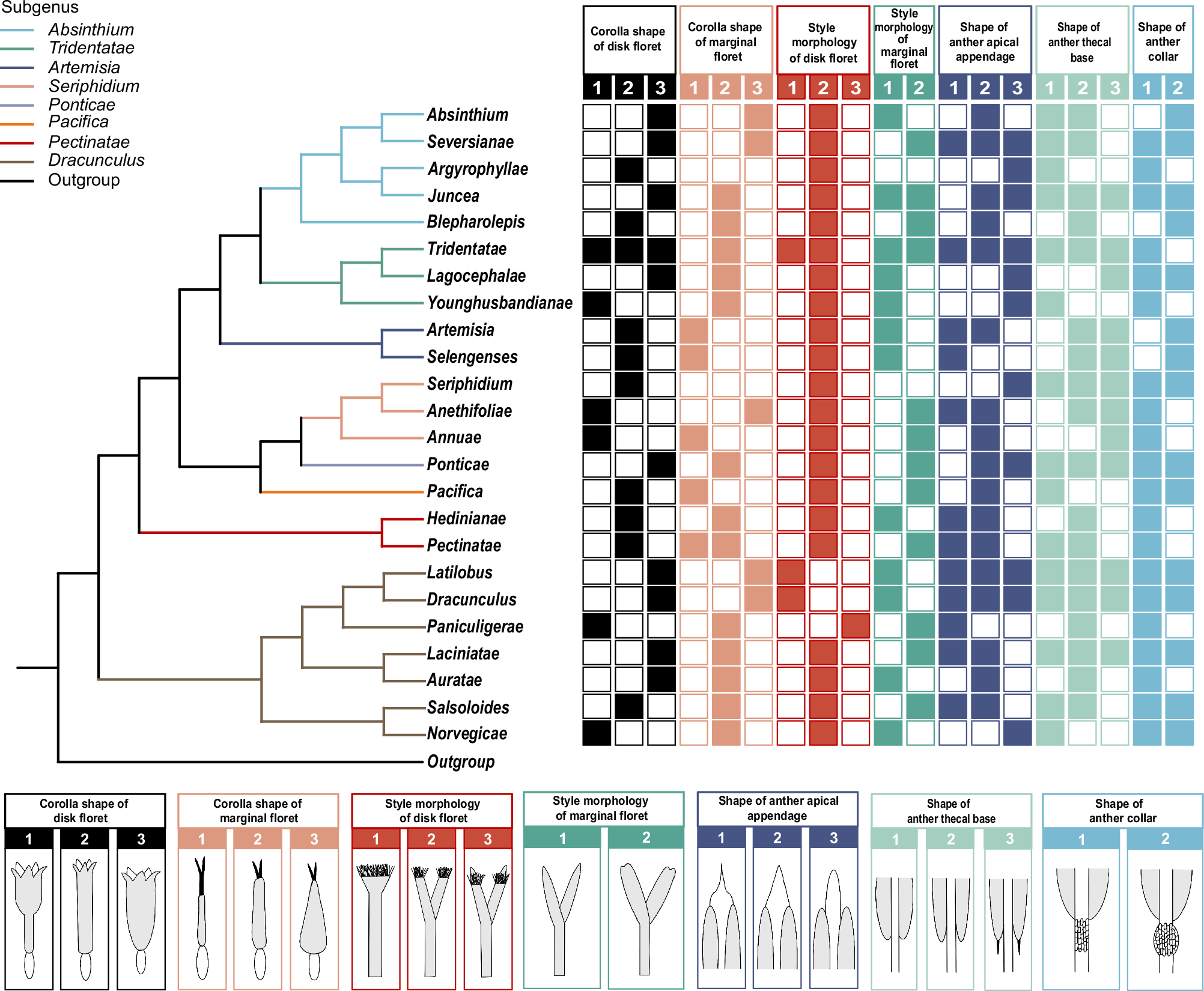 Fig. 5: Micromorphological character variation across 24 sections of Artemisia.