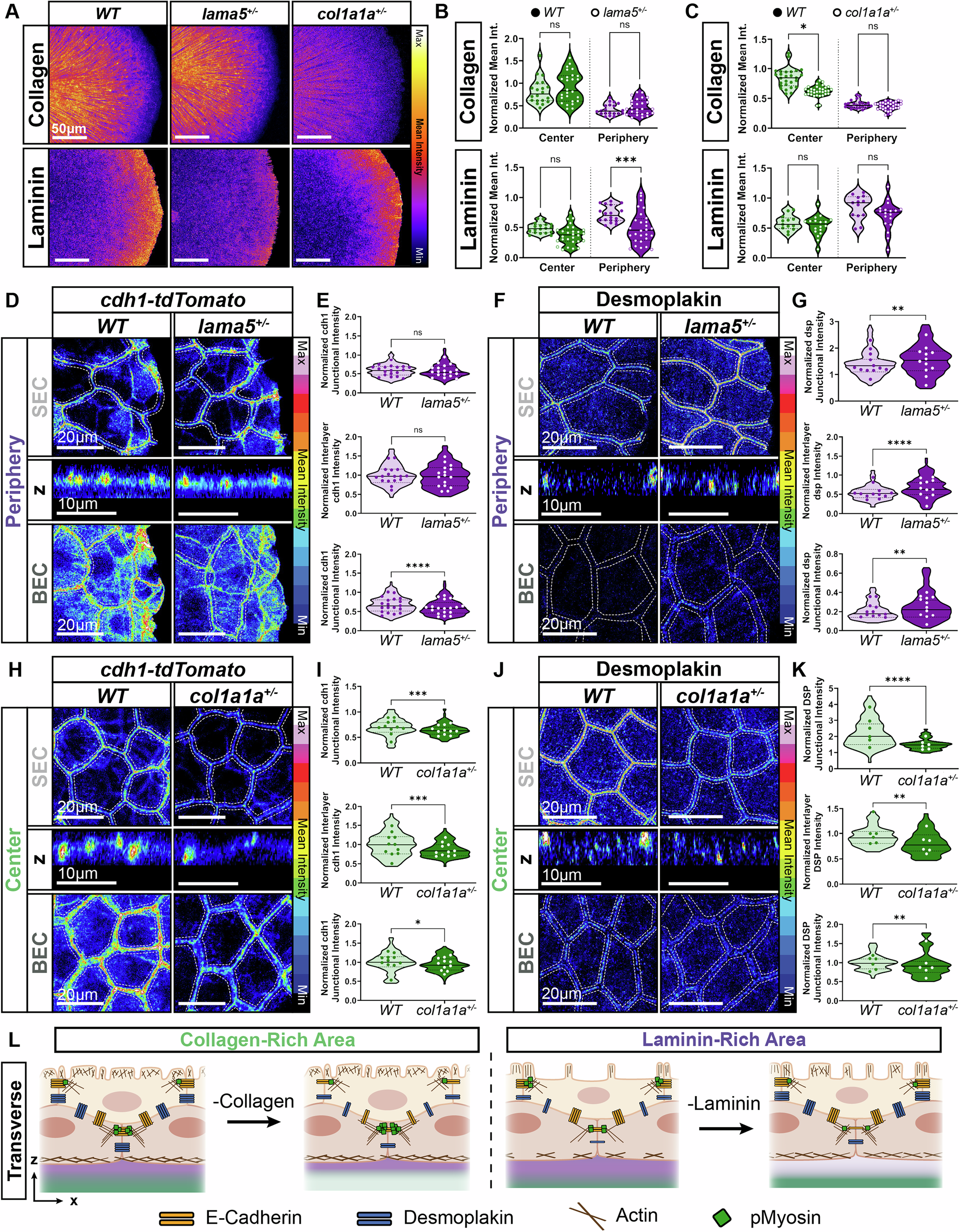 Fig. 5: BEC-laminin interactions regulate desmosomes, AJs, and actomyosin signaling in the peripheral bilayer epidermis of the fin fold.