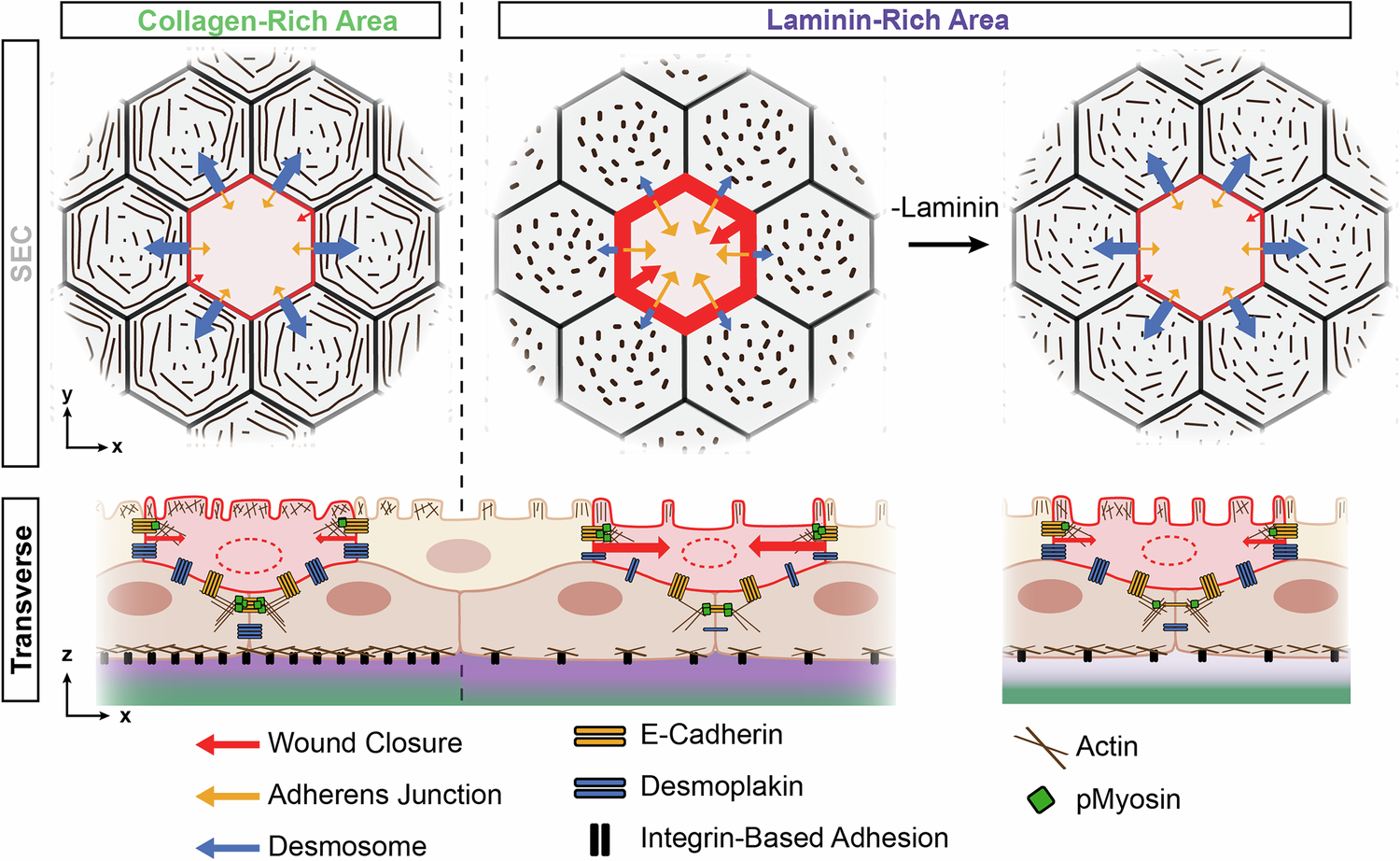 Fig. 7: Schematic Illustration of how BEC-ECM Interactions Influence Periderm Architecture and Wound Repair.