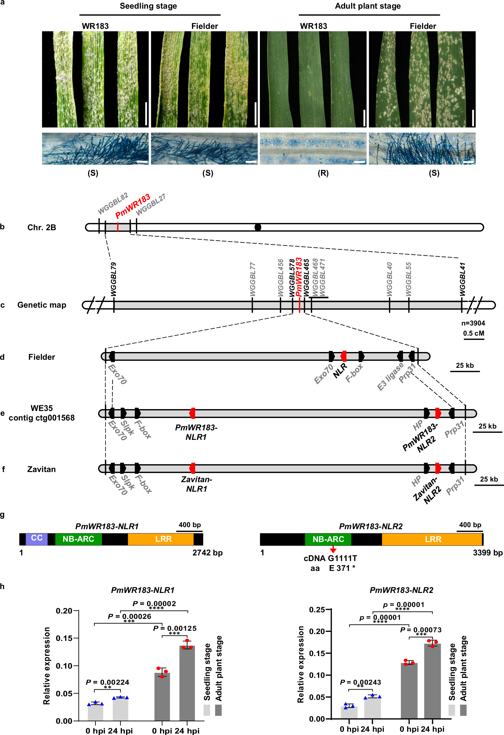 Fig. 1: Map-based cloning of PmWR183.
