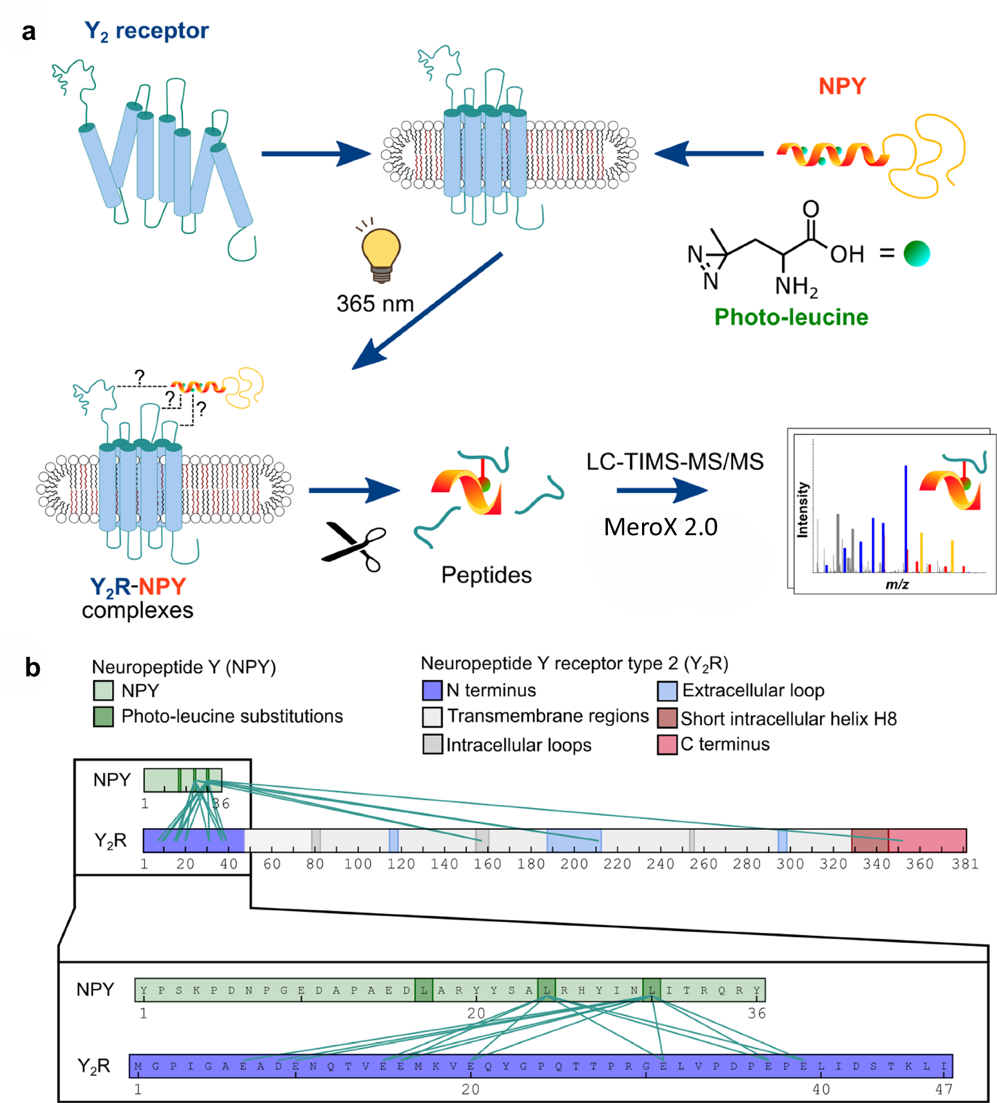 Transient ligand contacts of the intrinsically disordered N-terminus of  neuropeptide Y2 receptor regulate arrestin-3 recruitment | Nature  Communications