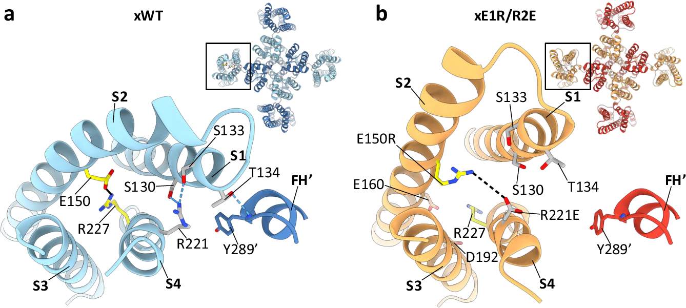 Fig. 5: The charge reversal mutation sets the S1 and S2 away from the S4 helix and the pore domain.