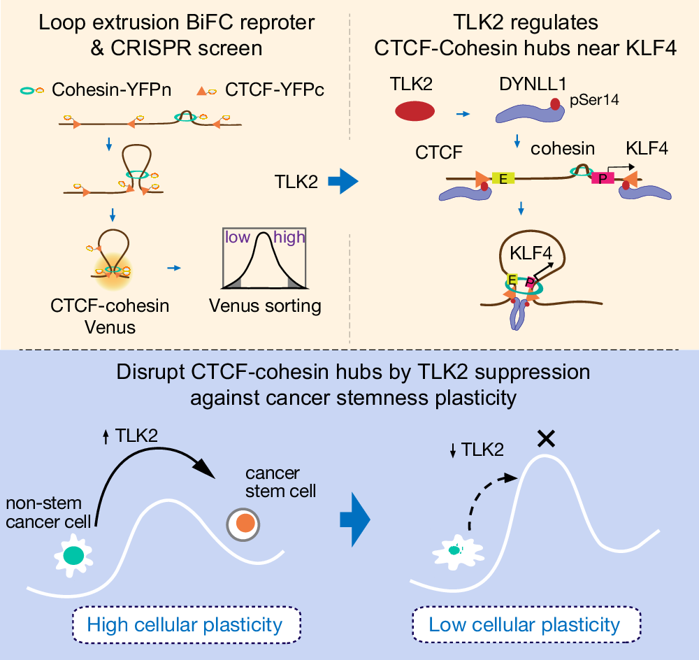 Fig. 7: Model of TLK2 suppression in disrupting CTCF-cohesin hub formation to target cancer stemness plasticity.