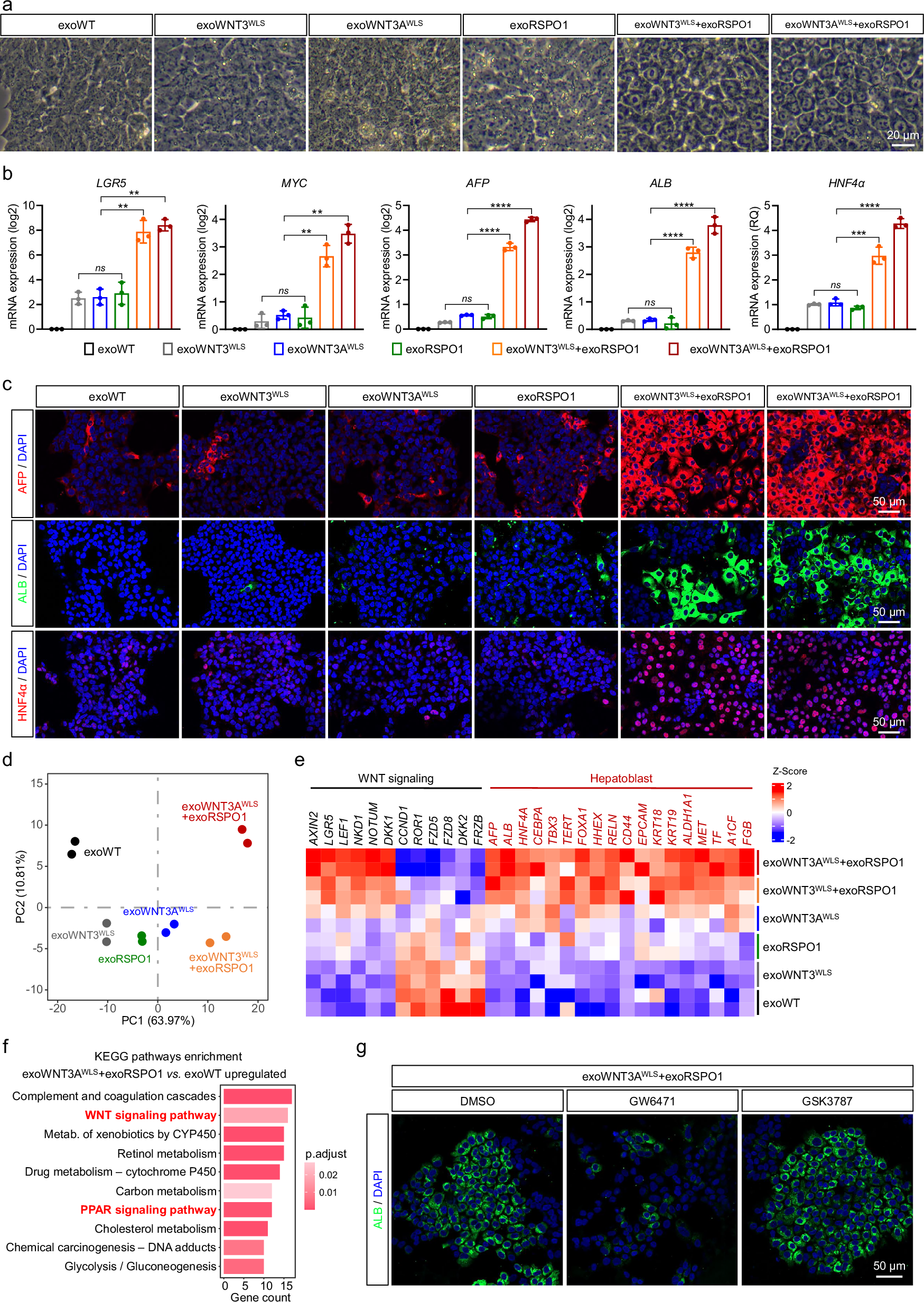 Fig. 2: exoWNT and exoRSPO1 synergistically regulate hepatic cell fate in vitro.
