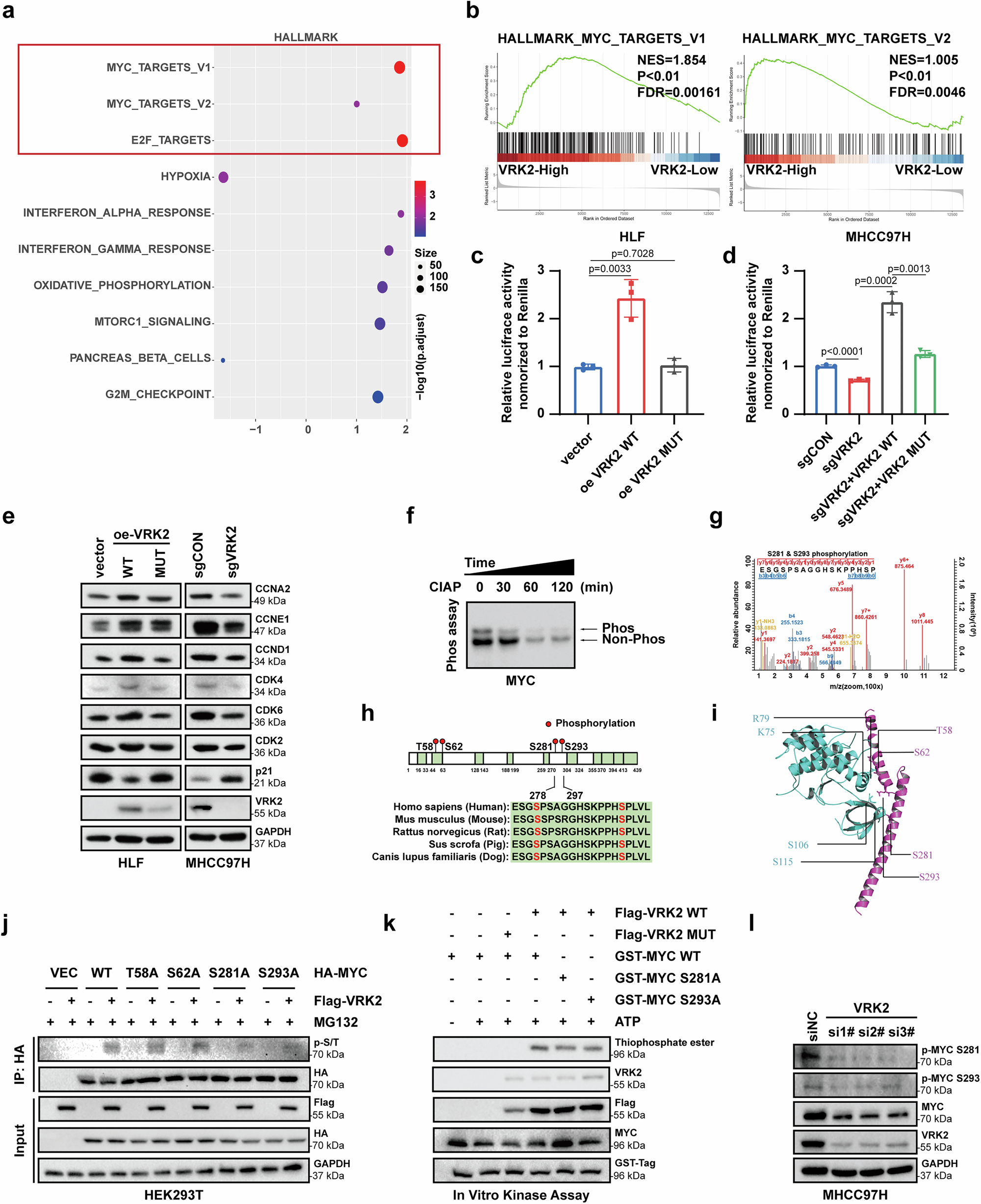 Fig. 3: VRK2 enhances the transcriptional activity of MYC by facilitating the phosphorylation of MYC at S281 and S293.