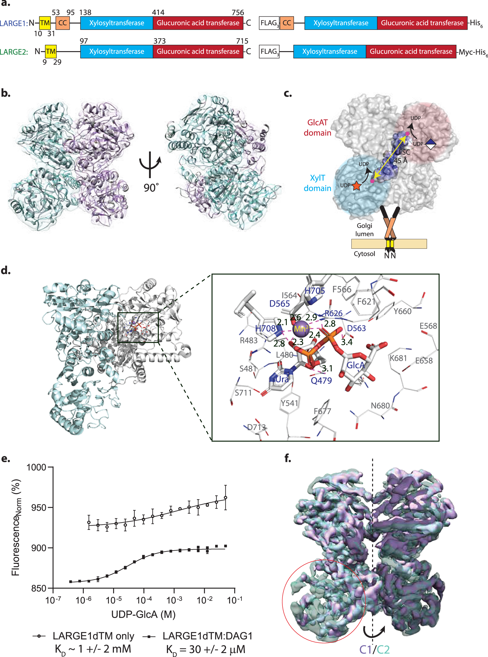 Fig. 2: Reconstructed volume of LARGE1dTM glycosyltransferase.