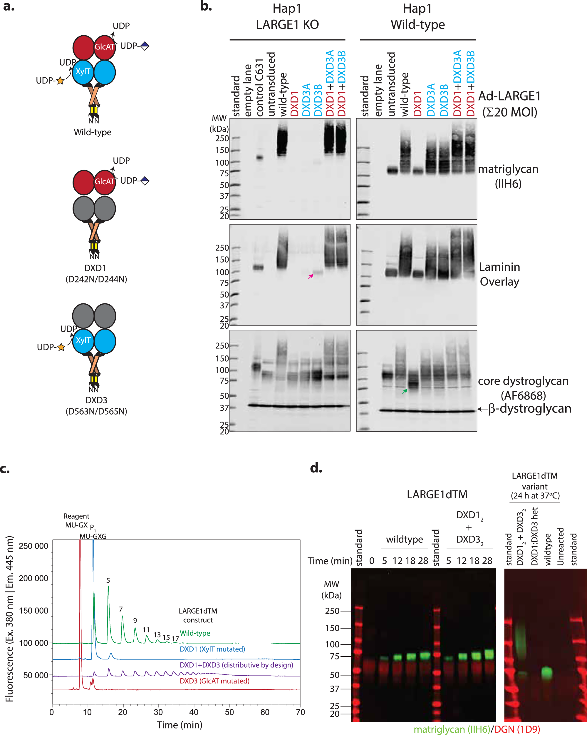 Fig. 4: Mixtures of LARGE1(dTM) active site mutants can polymerize matriglycan.