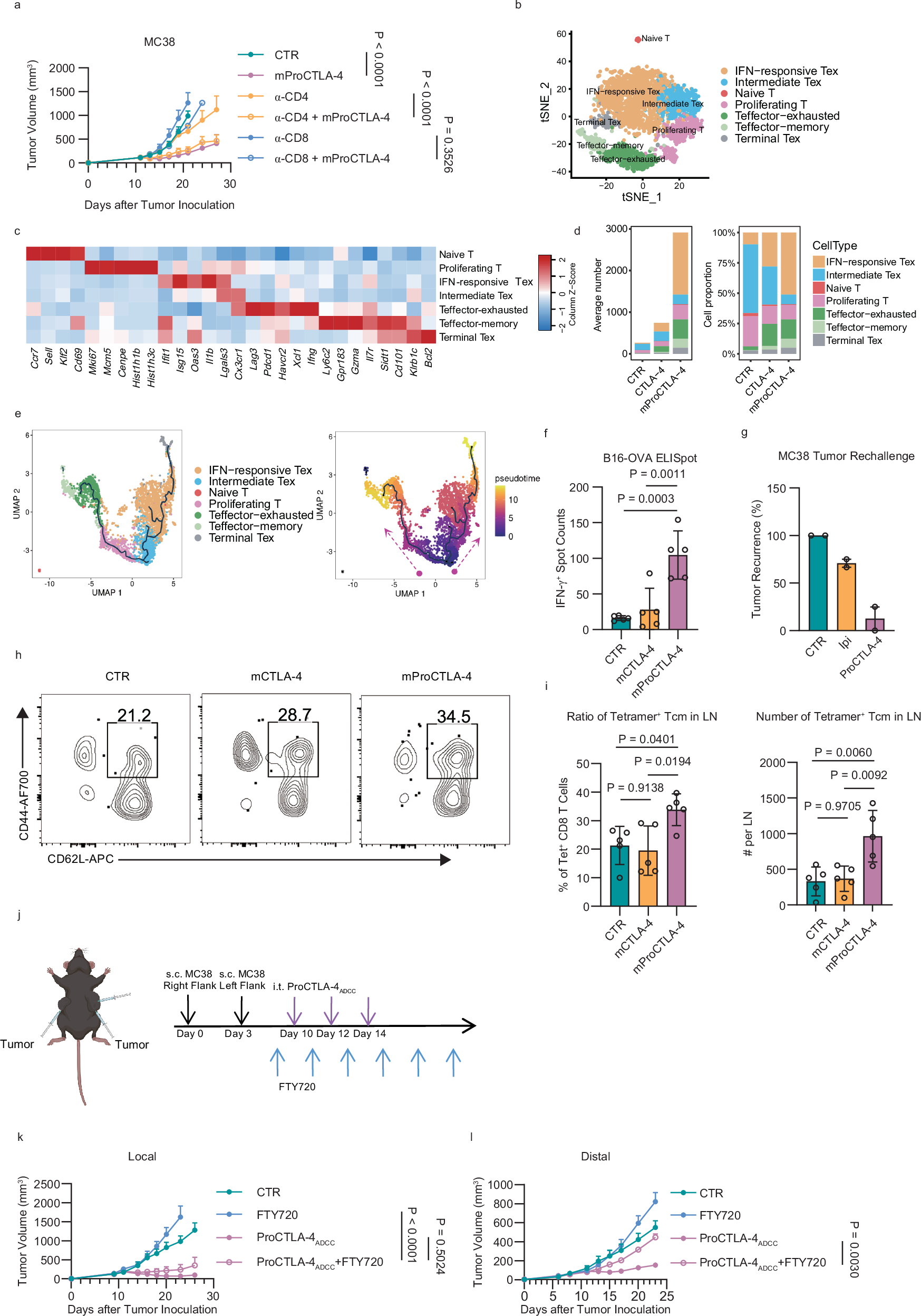 Fig. 5: ProCTLA-4 promotes Teffector and memory-like CD8+ T cell responses.
