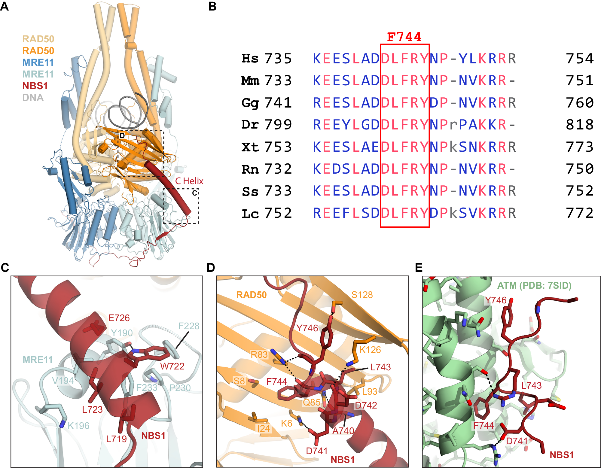 Fig. 3: NBS1 interactions with the MR complex mediated by the C helix.