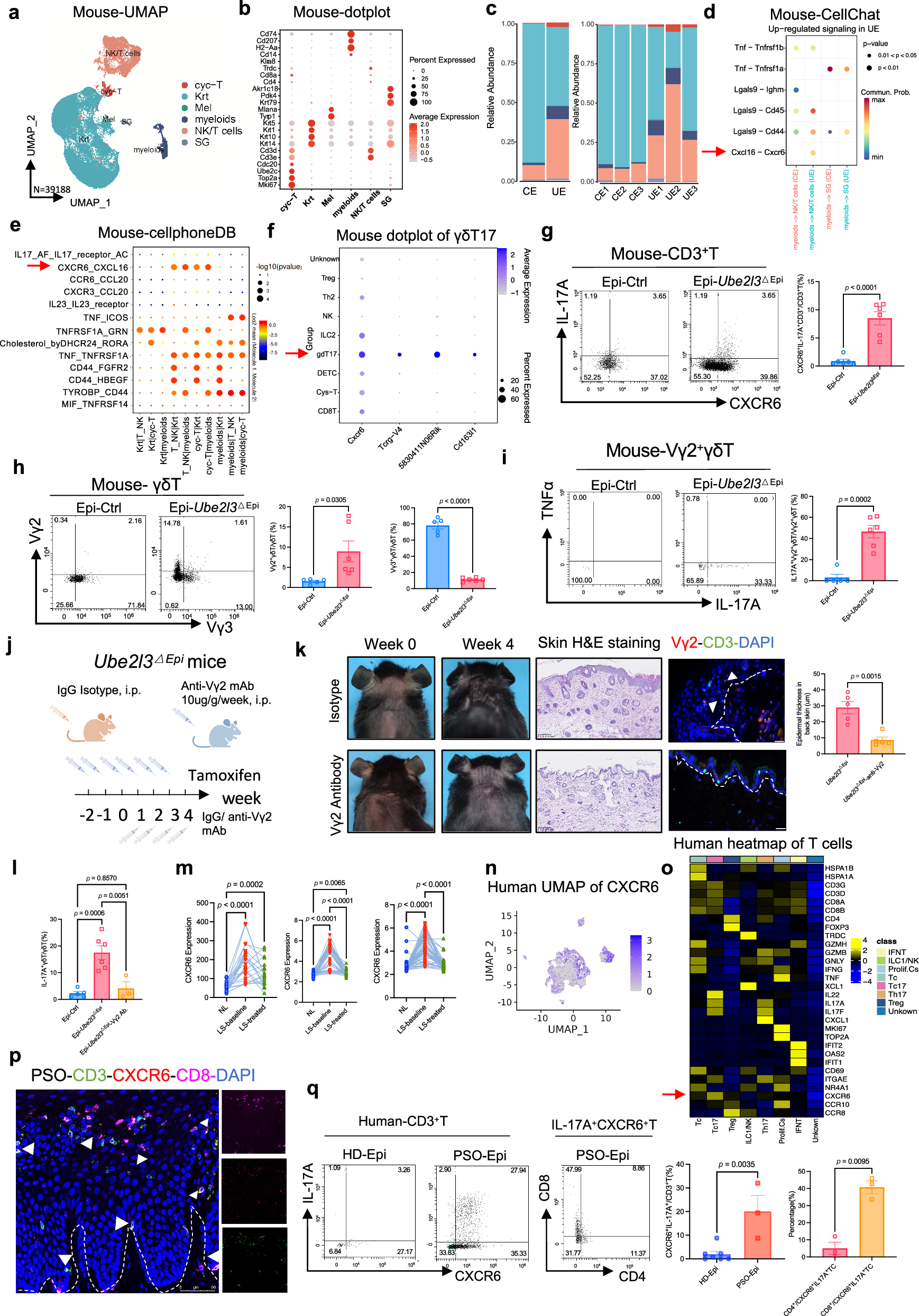 Fig. 4: Epidermal CXCR6⁺Vγ2⁺ γδ T cells (mouse) and CXCR6⁺CD8⁺ T cells (human) drive IL-17 signaling in psoriasis.