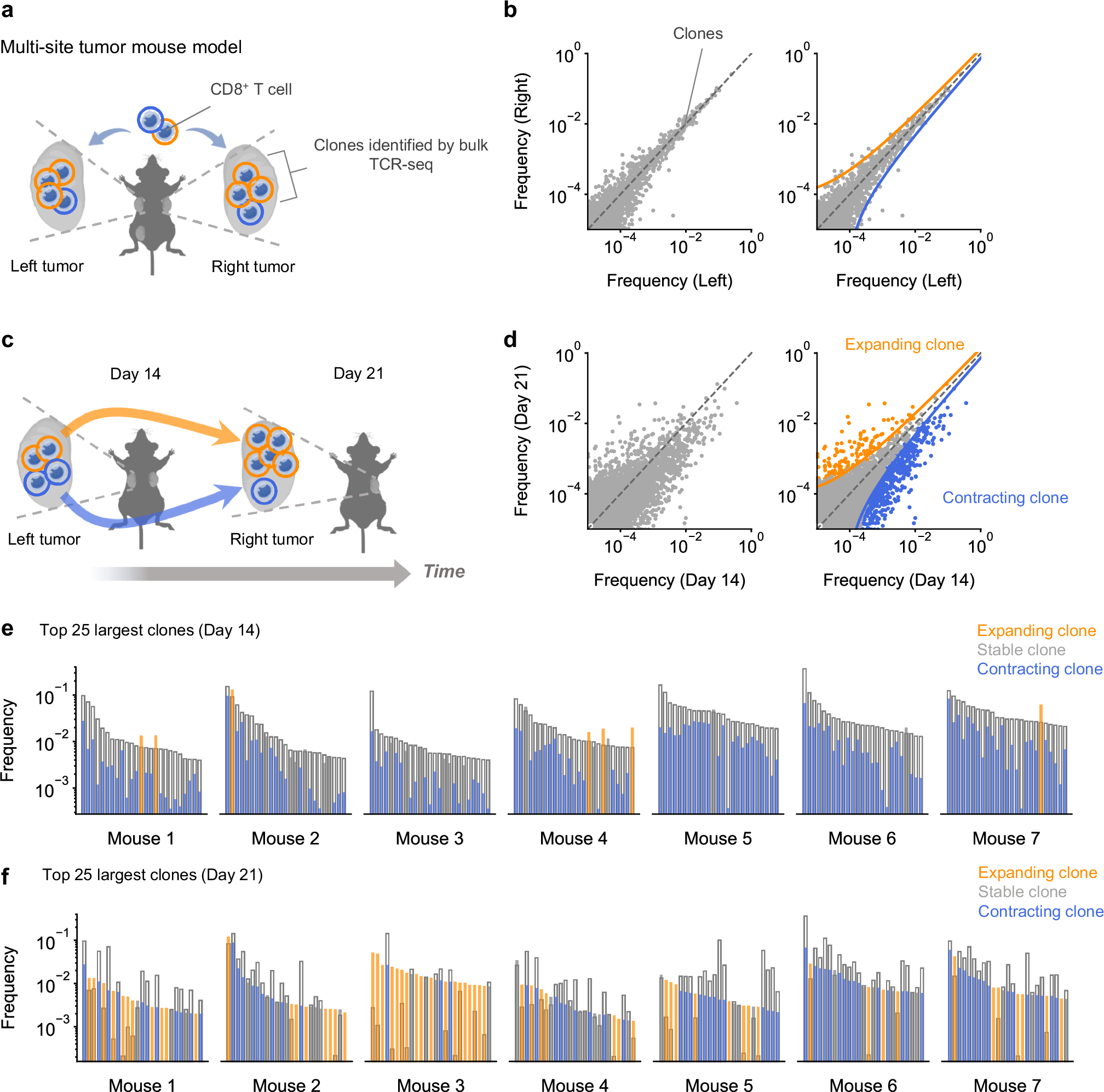 Fig. 1: A time-resolved model of CD8+ T cell responses tracks expanding and contracting clones in the tumor.