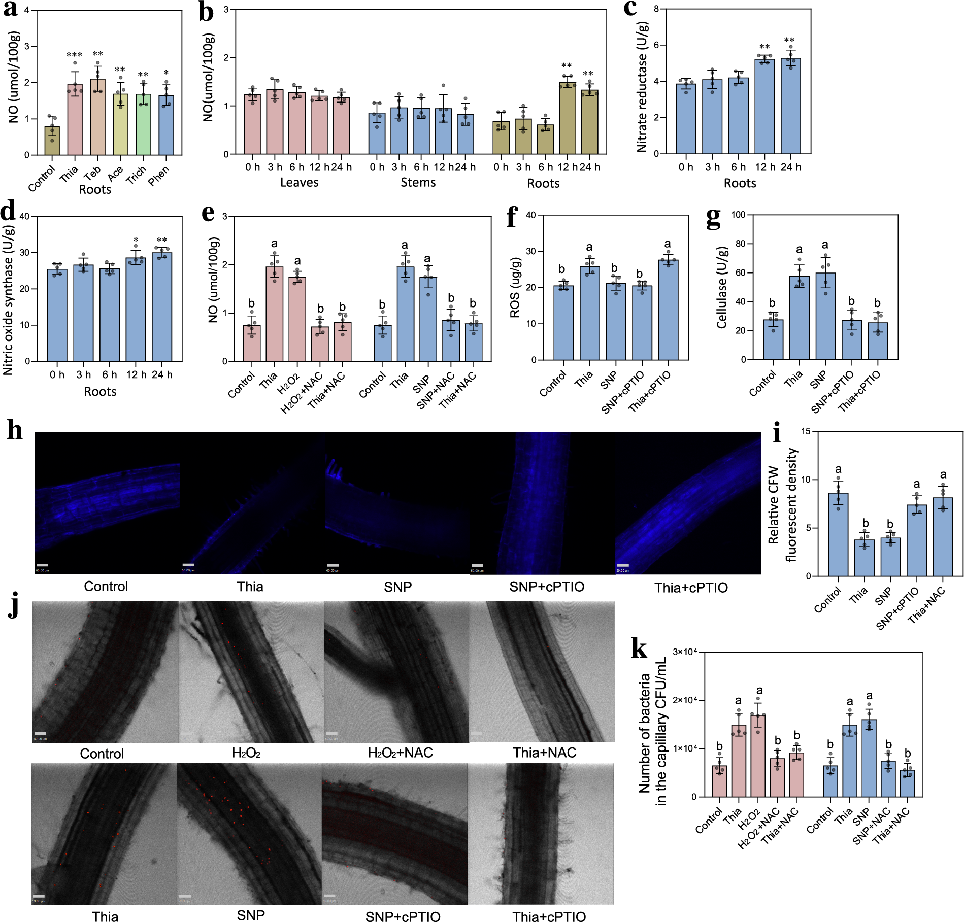 Fig. 5: Colonization of rhizosphere beneficial bacteria regulated by ROS-mediated NO.