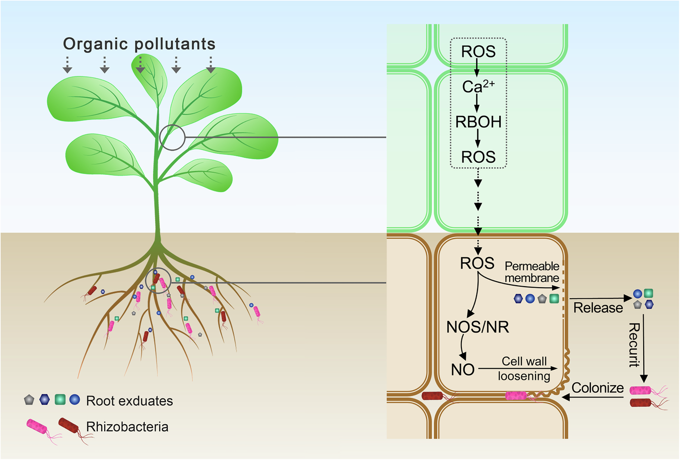 Fig. 6: Conceptual model for the function of ROS signaling as a long-distance signal linking foliar pollutant stress and rhizosphere modulation.