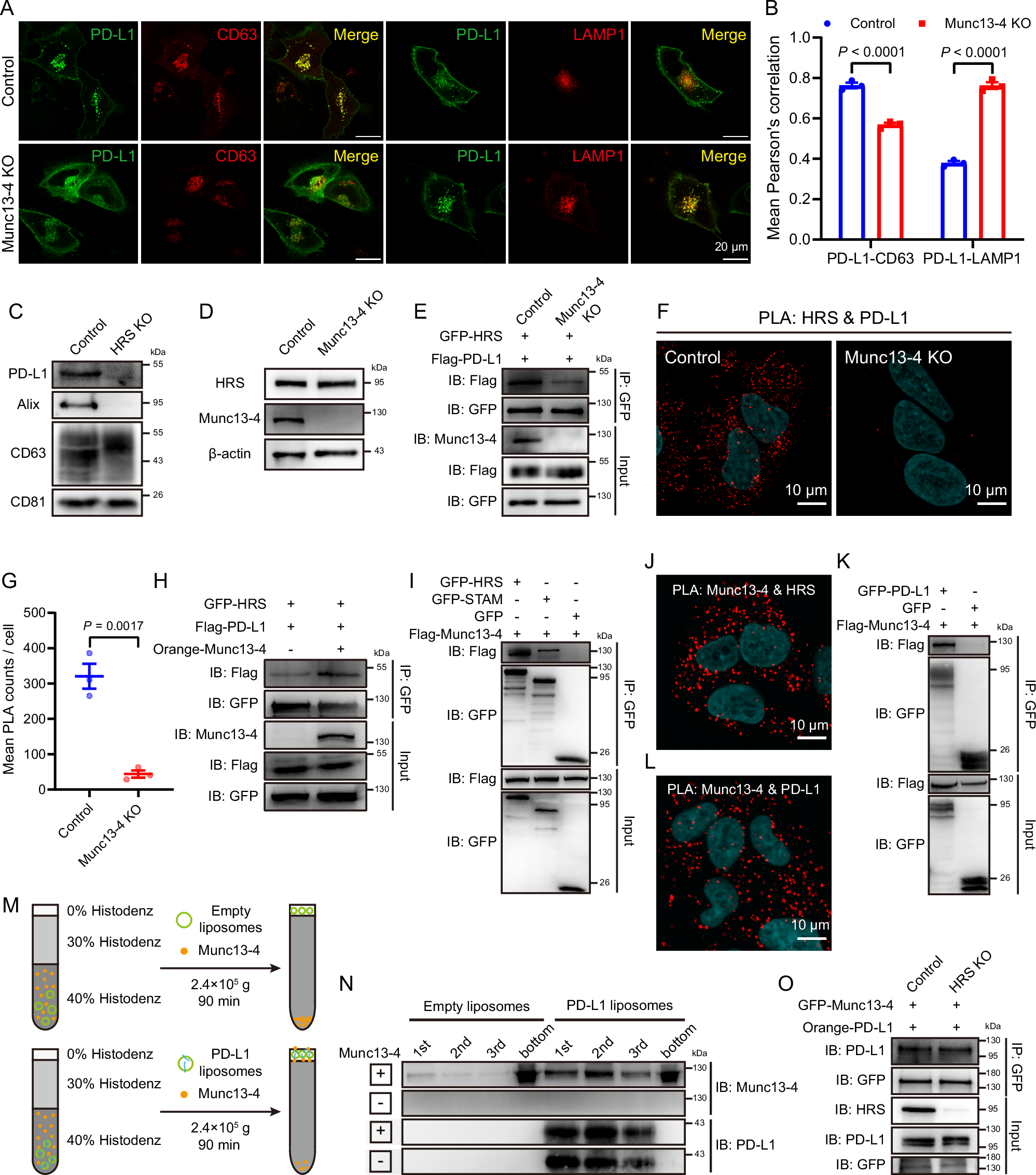 Fig. 5: Exosomal sorting of PD-L1 by Munc13-4 and HRS.