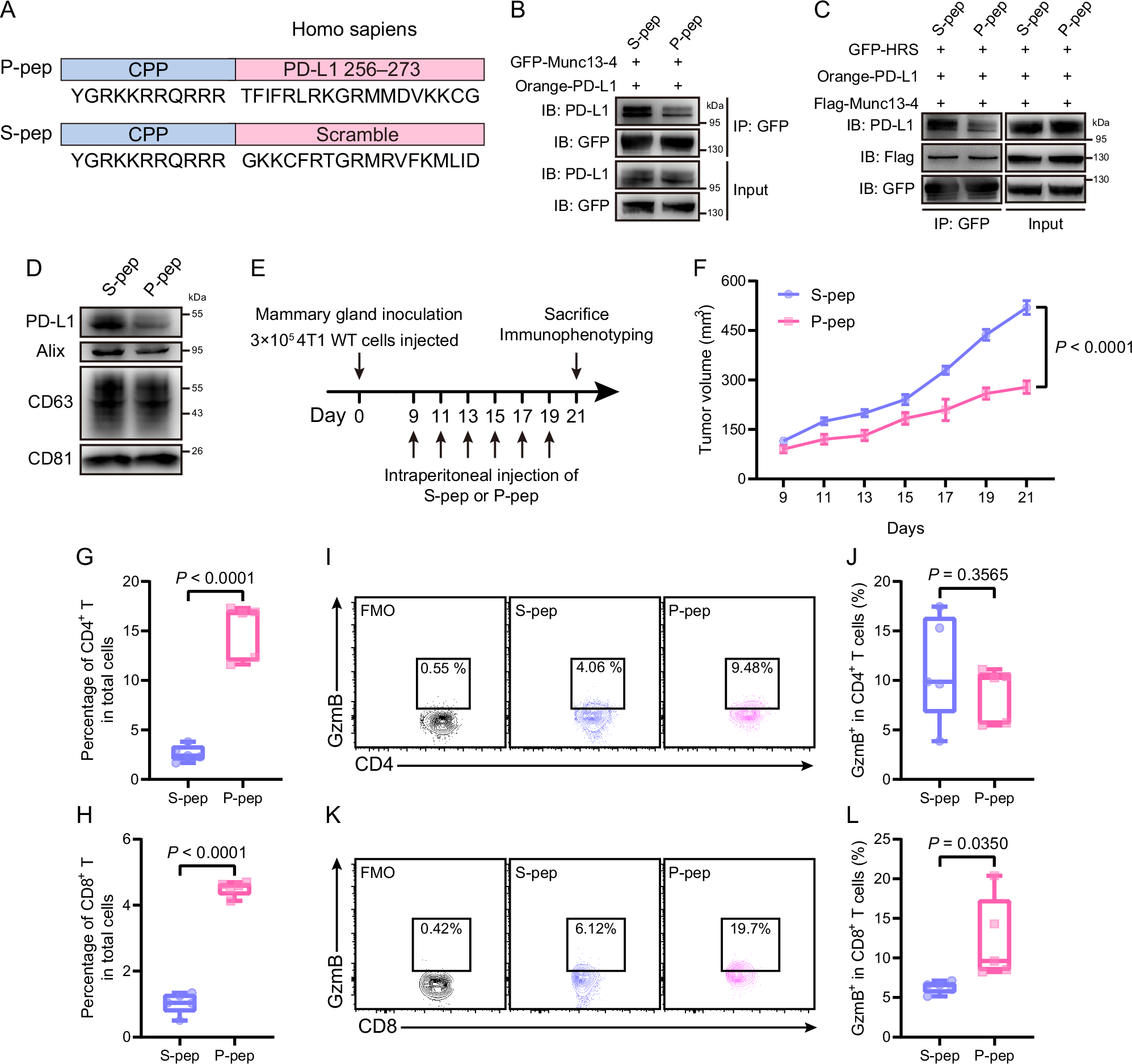 Fig. 7: A peptide disrupting PD-L1–Munc13-4 interaction inhibits tumor growth.