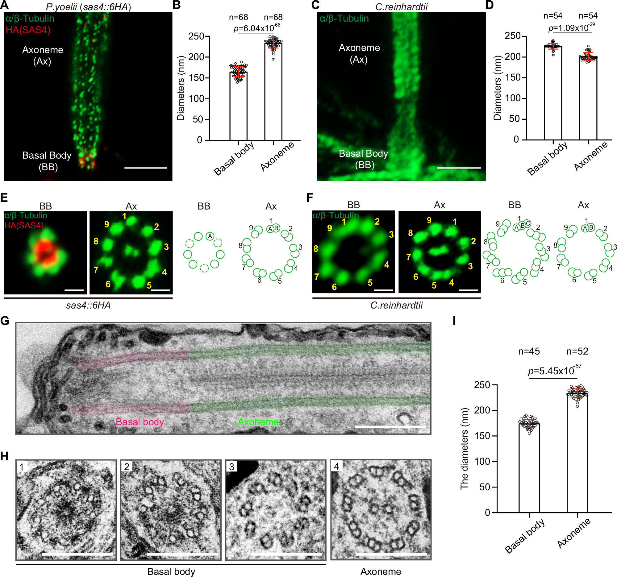 Fig. 1: MT singlet-to-doublet transition in basal body of P. yoelii male gametes.