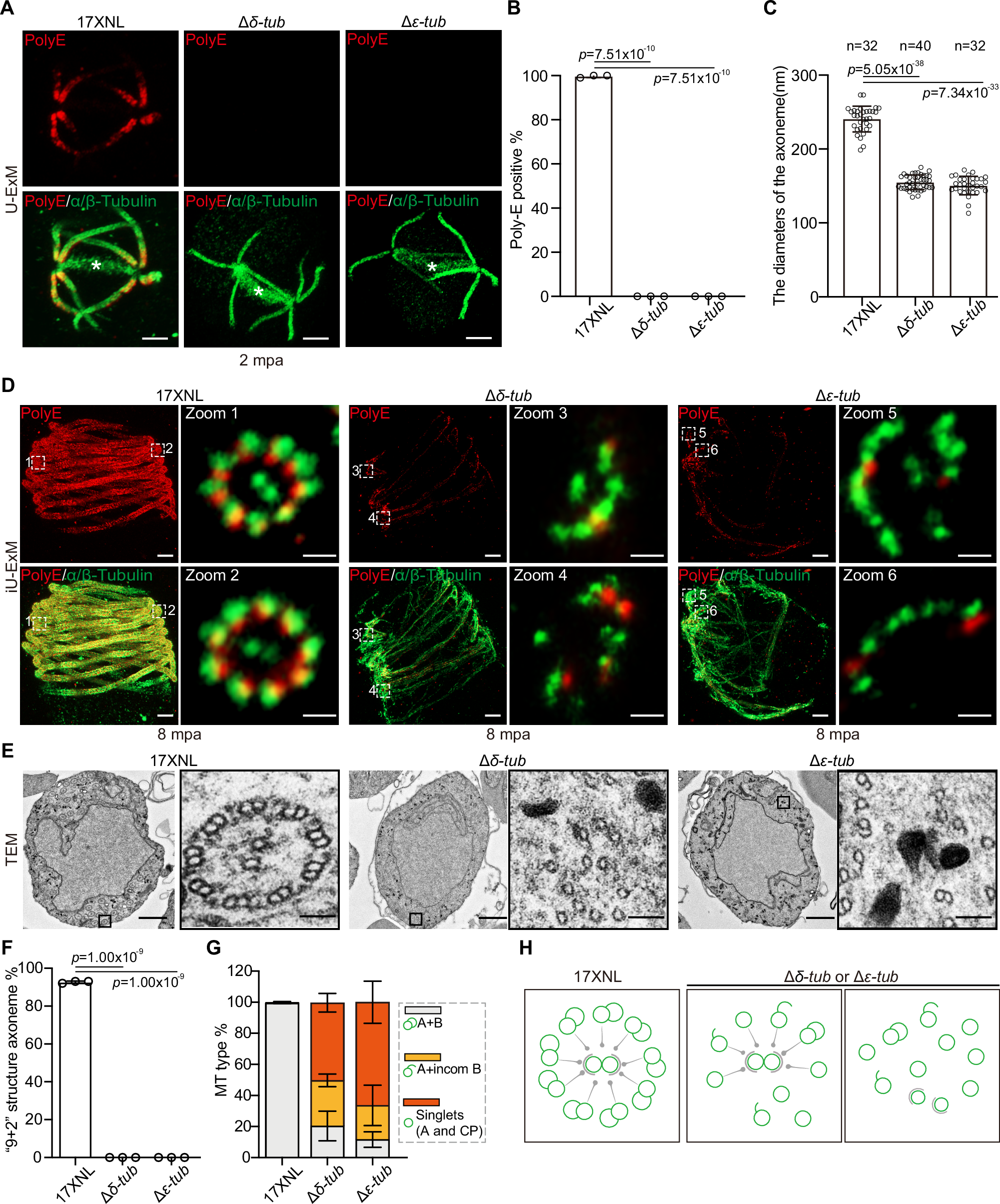 Fig. 7: δ-Tub and ε-Tub are required for the B-tubule assembly of MT doublet.