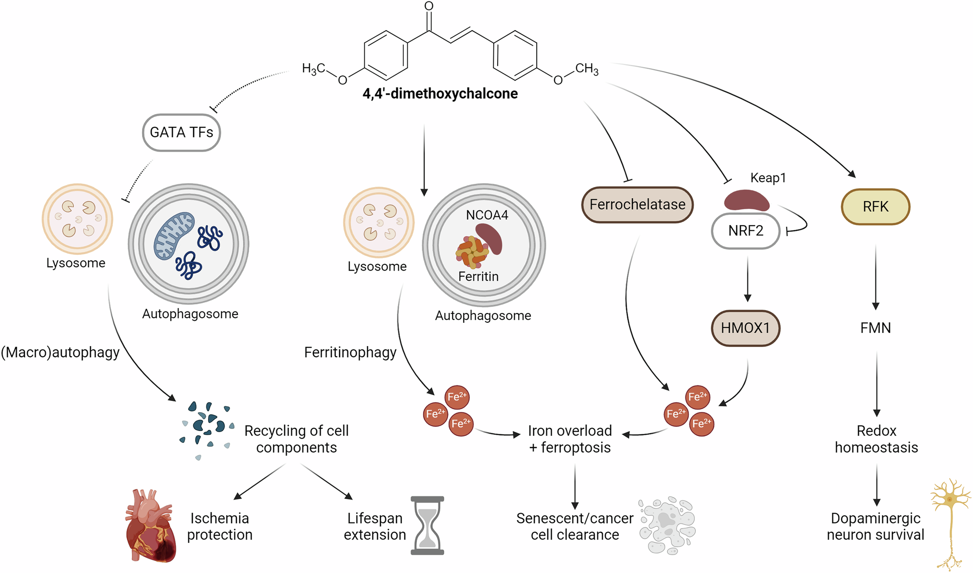 Fig. 2: Currently known targets of 4,4’-dimethoxychalcone.