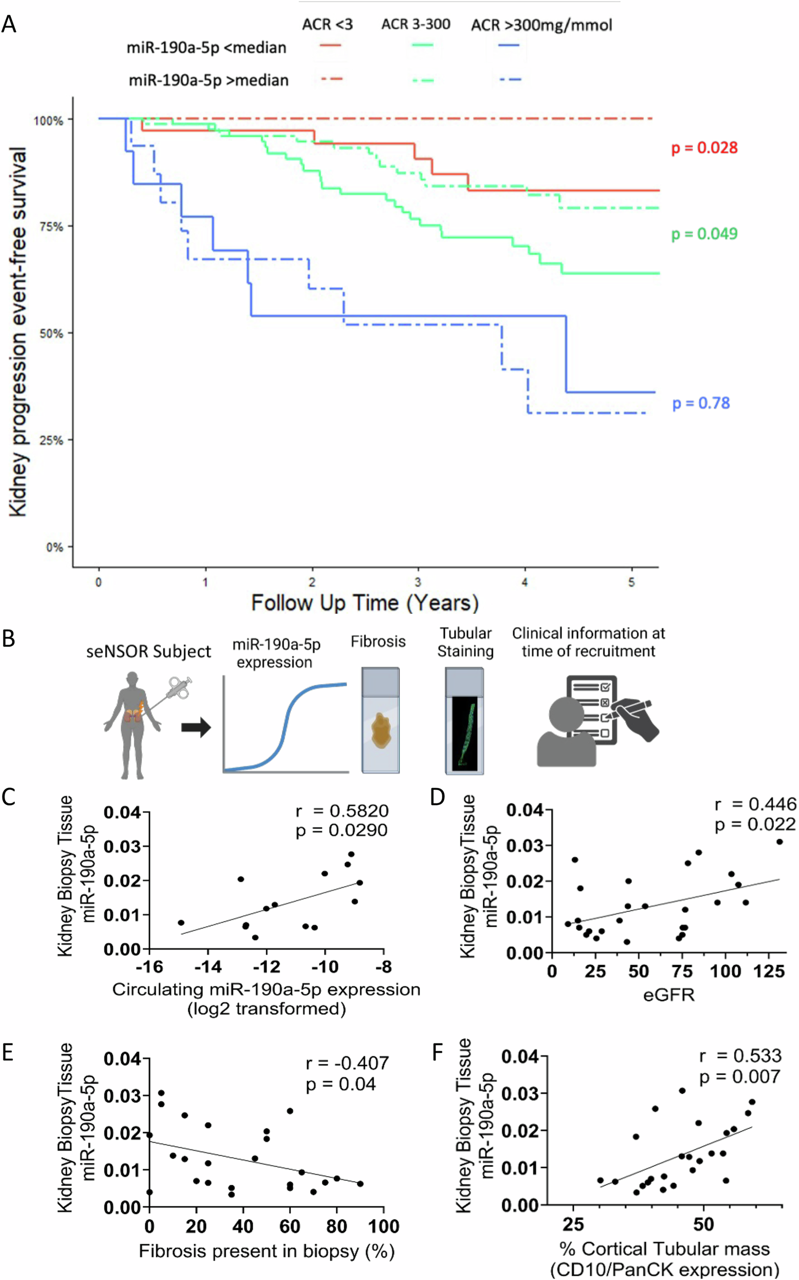 Fig. 3: miR-190a-5p expression predicts kidney disease progression in patients with low to moderate proteinuria and is reduced in kidney tissue in patients with declining kidney function.