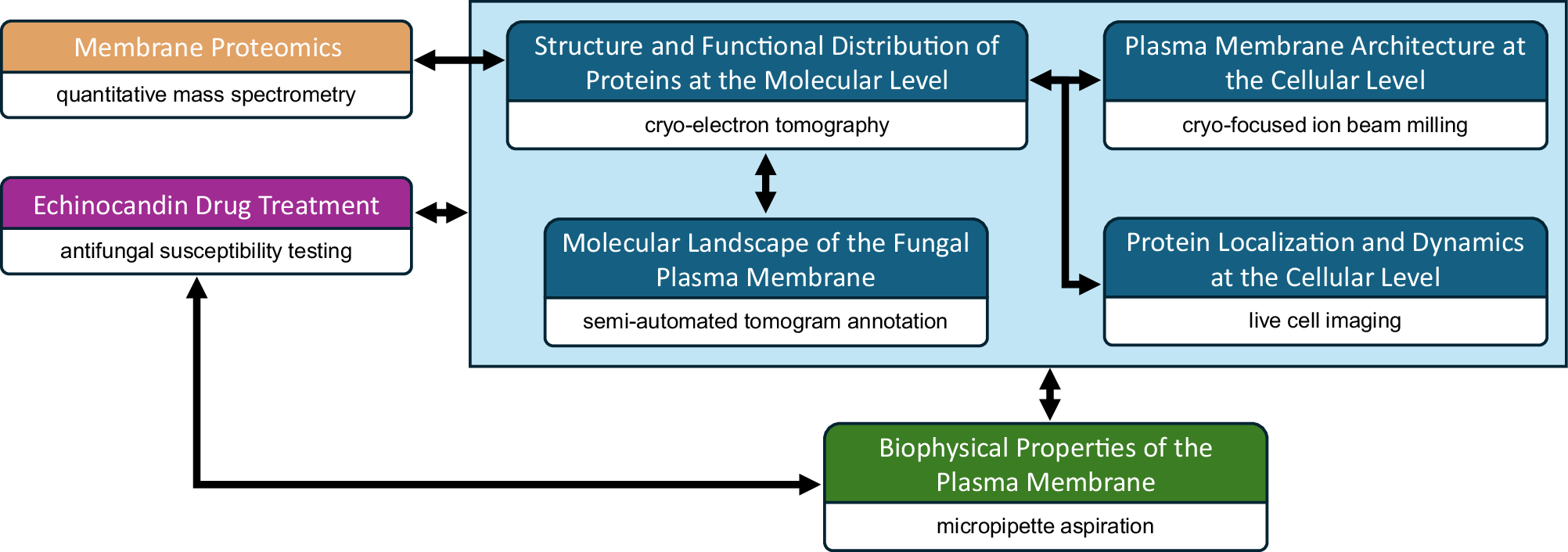 Fig. 1: A multidisciplinary approach that enables visual proteomics of the fungal plasma membrane.