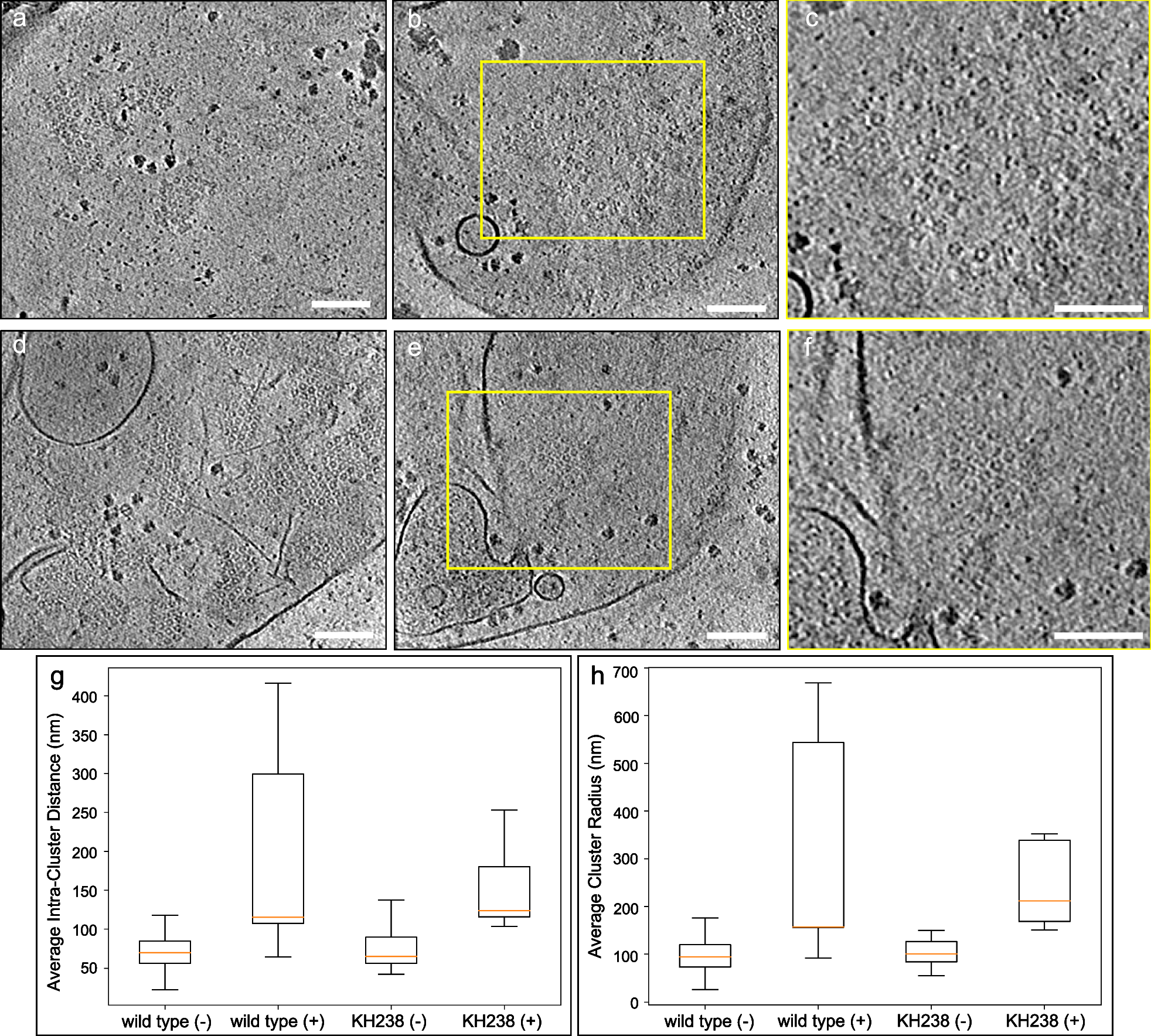 Fig. 4: CSF treatment perturbed the spatial distribution of Pma1 within Candida glabrata plasma membranes.
