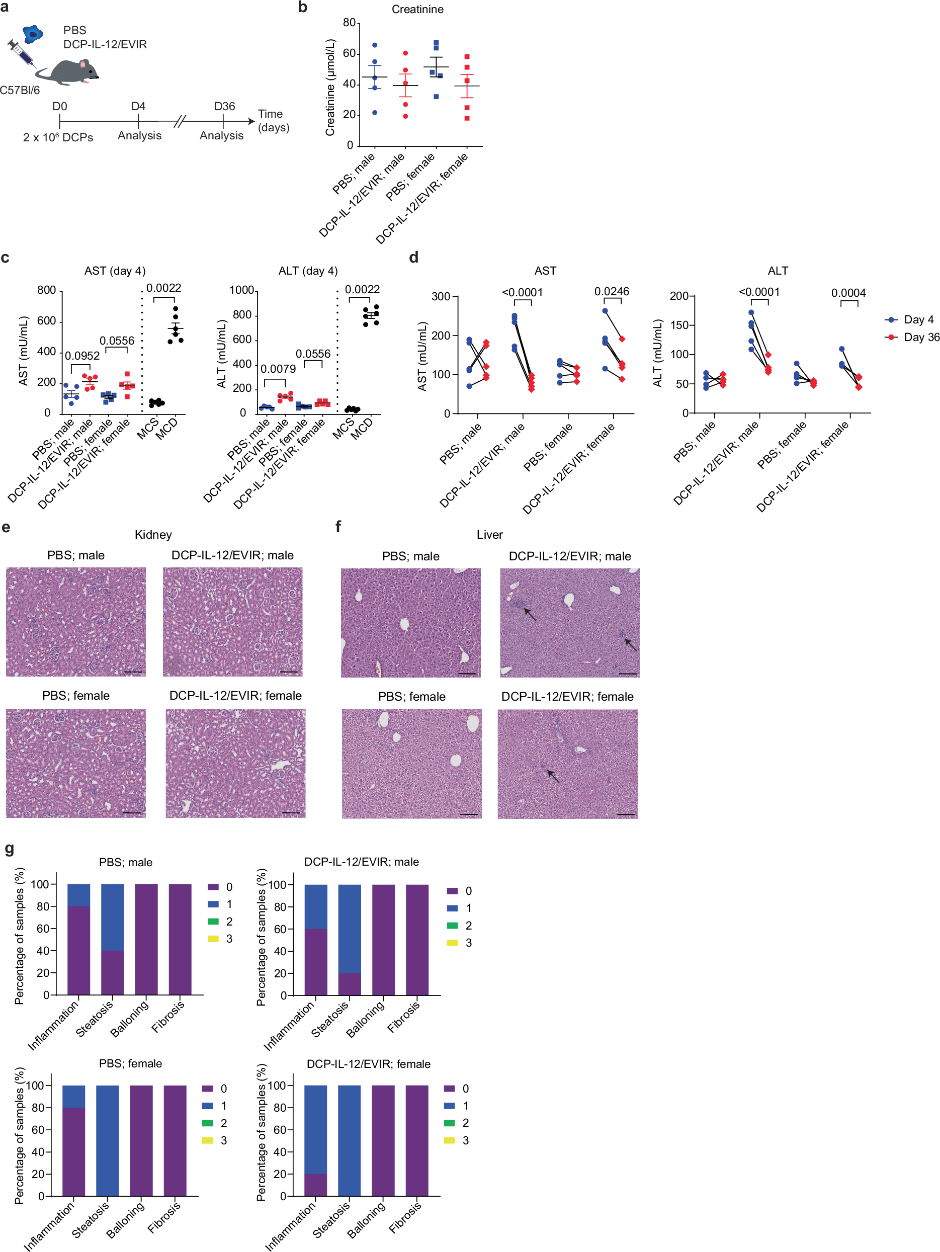 Fig. 5: αGD2 DCP-IL-12/EVIR do not induce liver or kidney toxicity in mice.