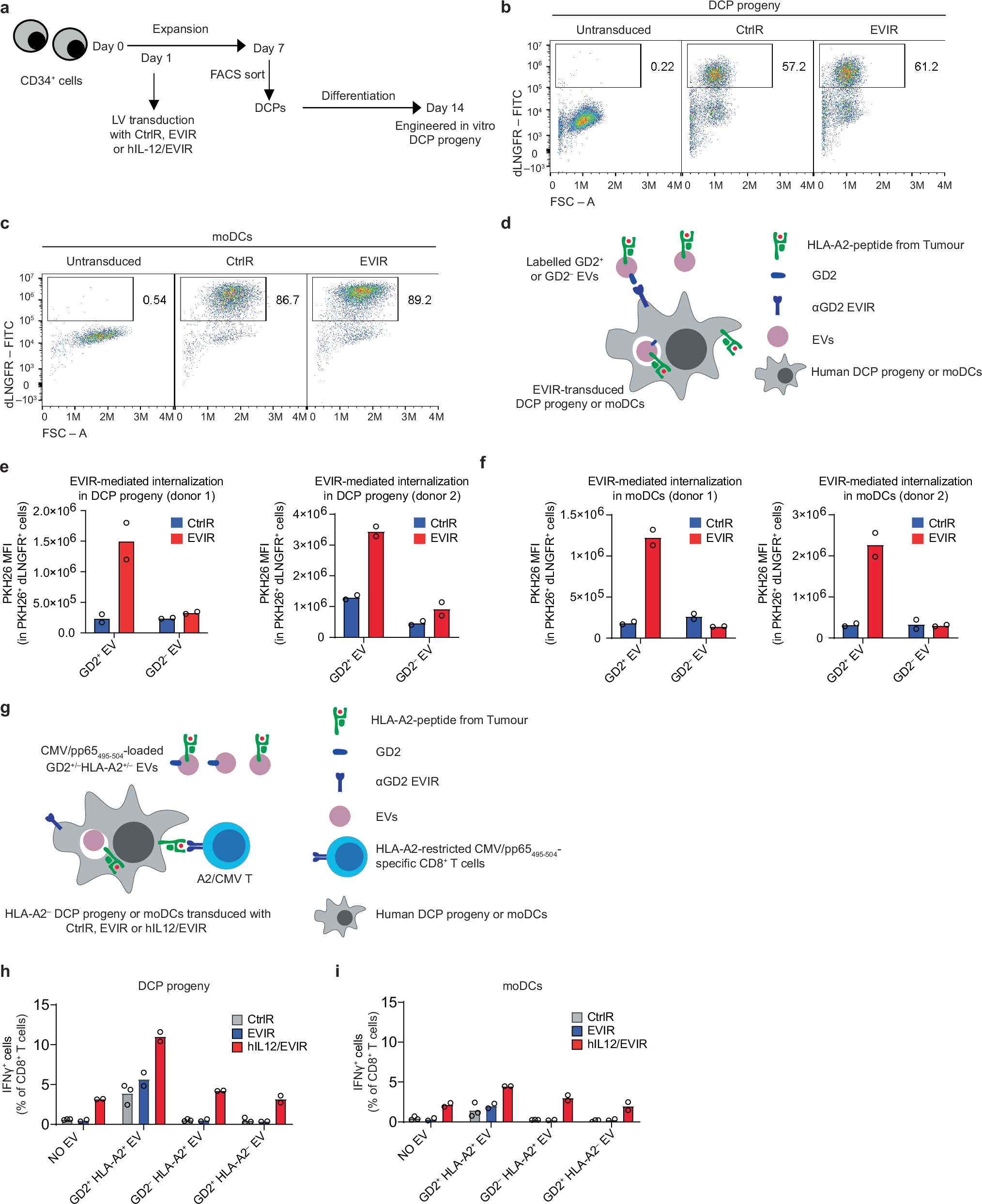 Fig. 6: Human DCP-IL-12/EVIR promote antigen internalization and presentation.