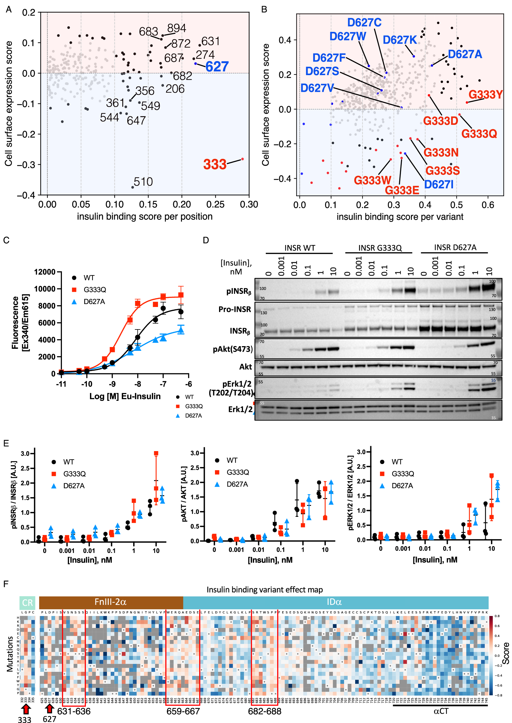 Fig. 3: Variants Increasing Insulin Binding.
