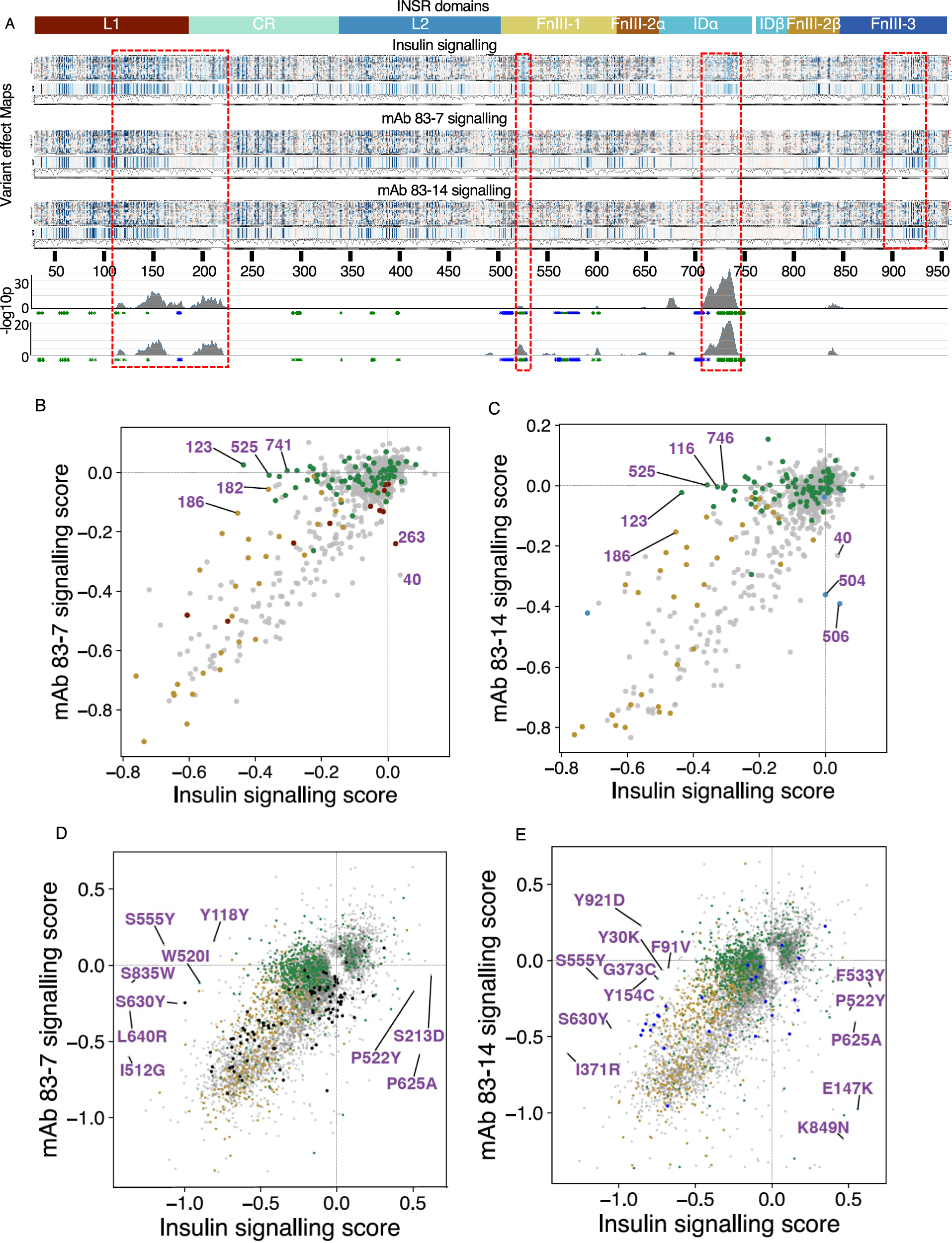 Fig. 6: INSR variants with impaired insulin binding that are potentially activatable by monoclonal antibodies.