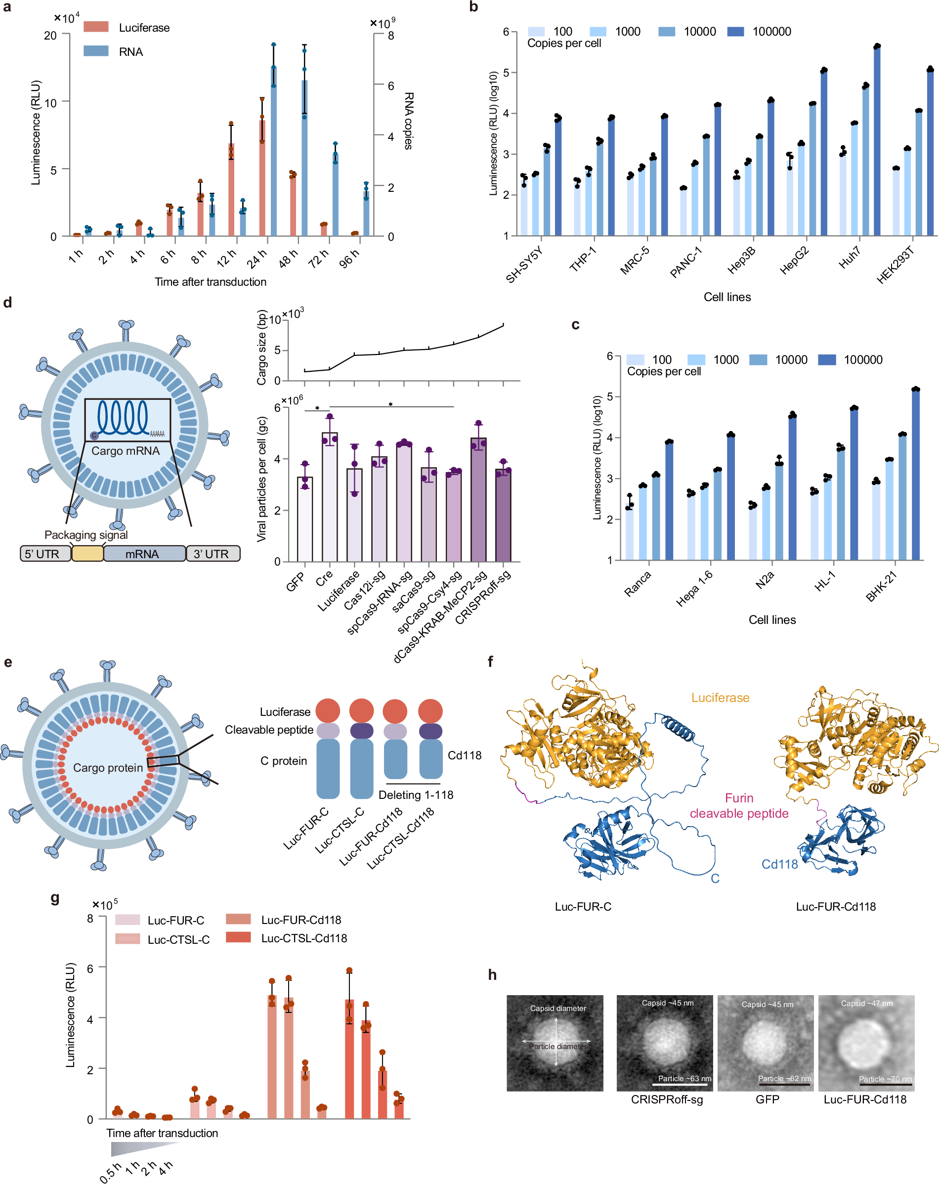 Fig. 2: Characteristics of SFV-based VLP vector.