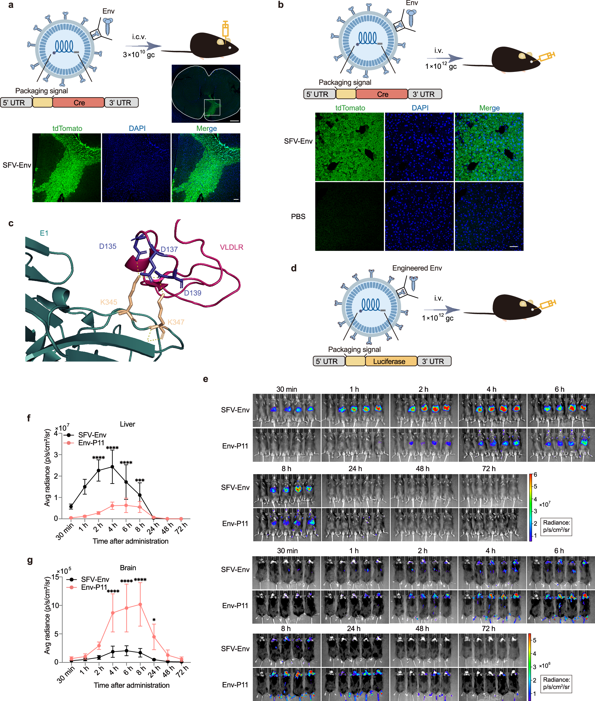 Fig. 3: Engineering Env by rational peptide insertion for enhanced brain targeting and liver detargeting.
