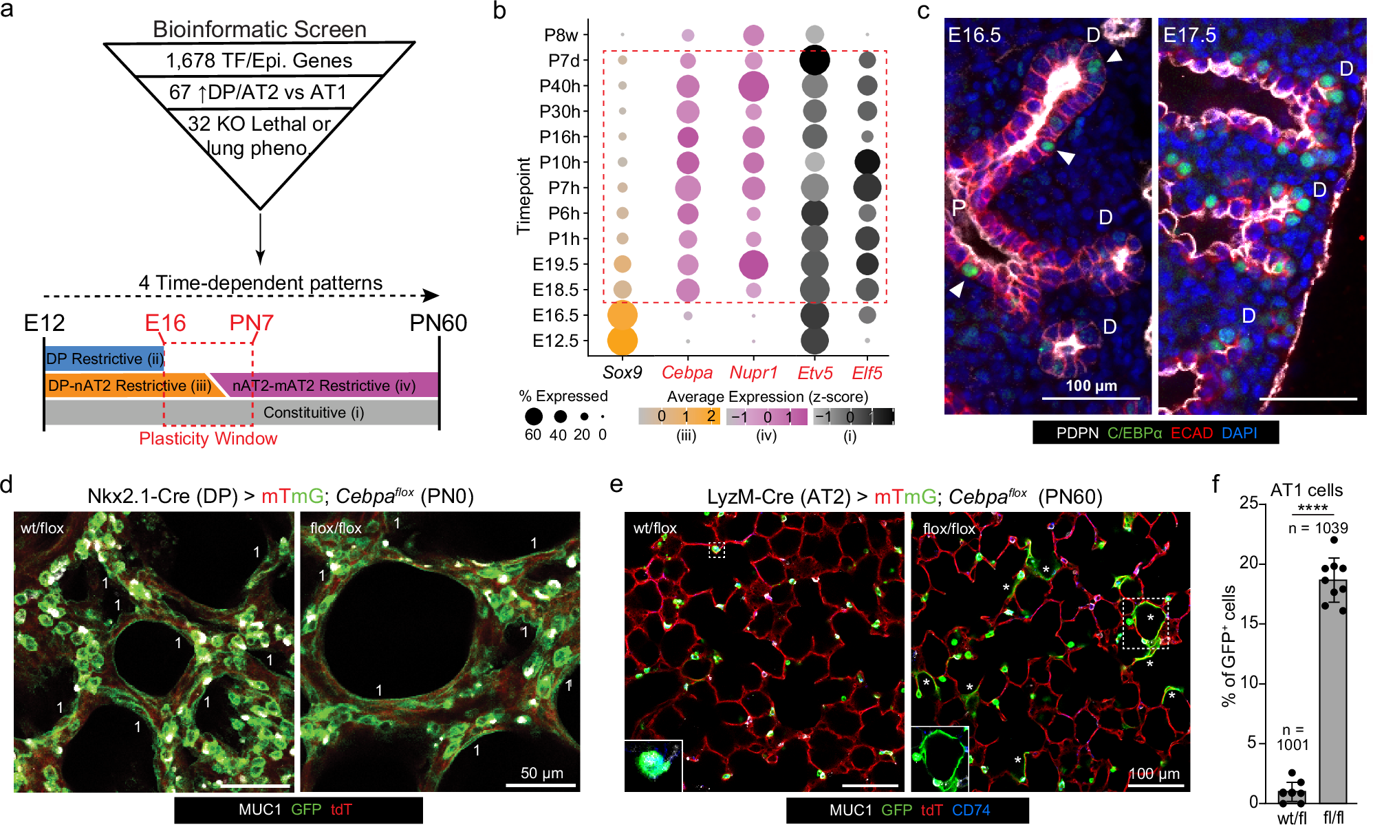 Fig. 4: C/EBPα a is required to maintain but not select AT2 fate.