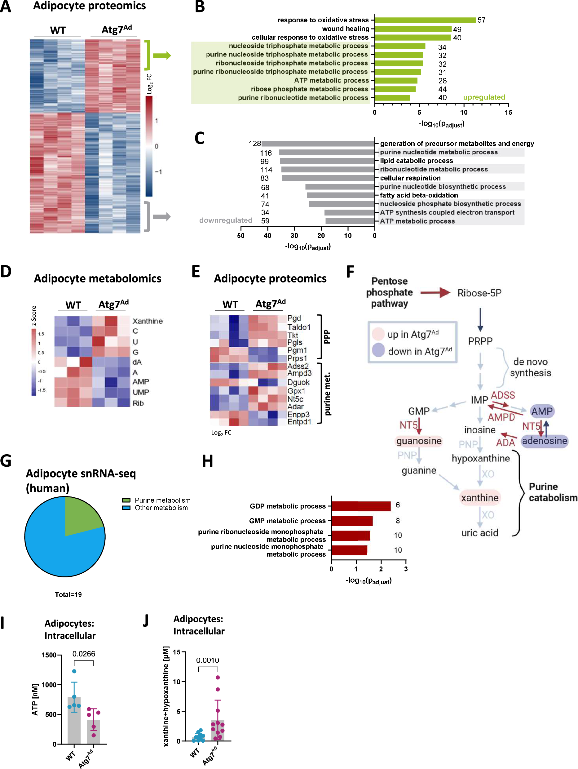 Fig. 2: Autophagy controls adipocyte purine nucleoside metabolism.