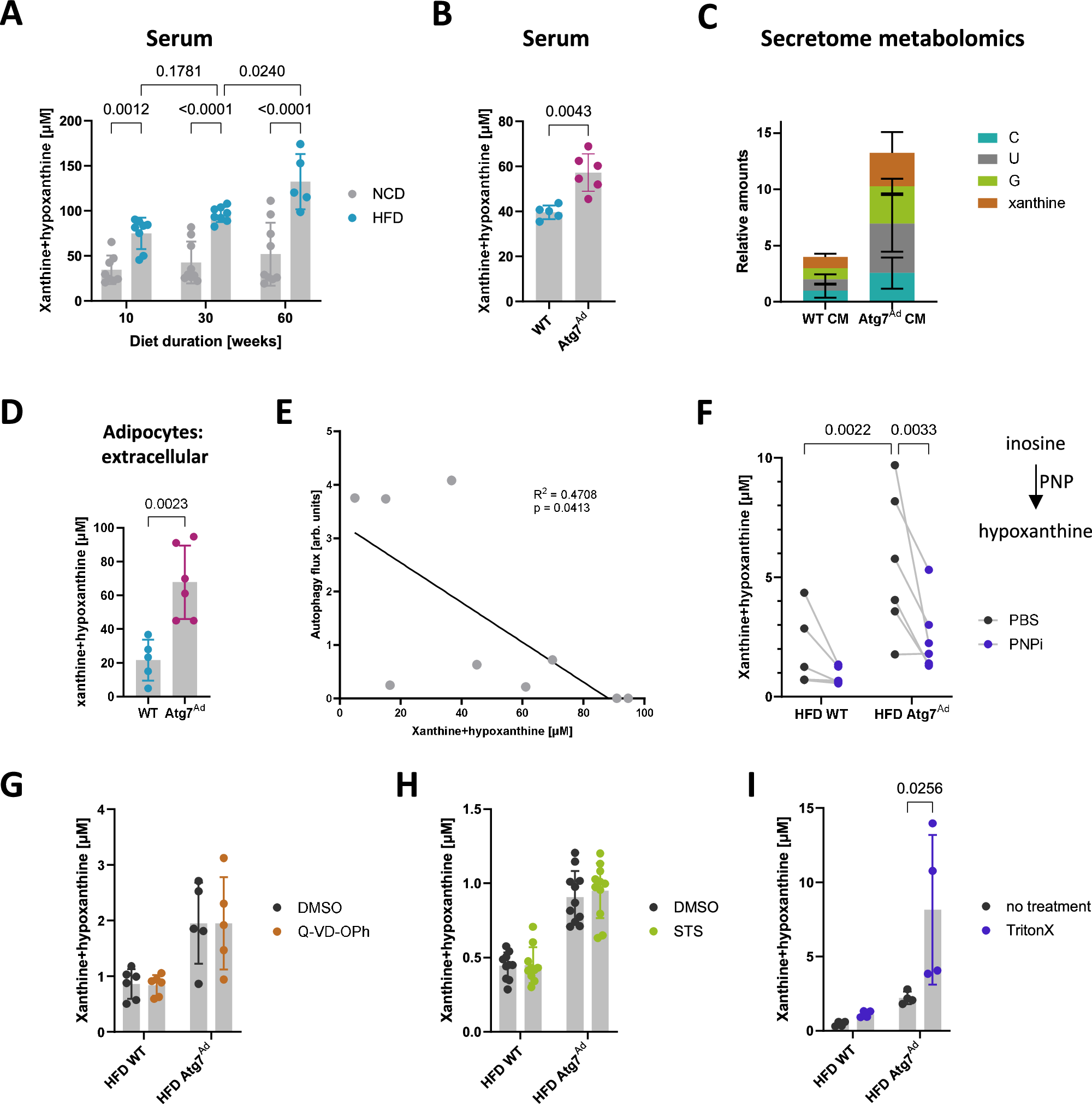 Fig. 3: Elevated release of xanthine and hypoxanthine in response to obesity by adipocytes is limited by autophagy.