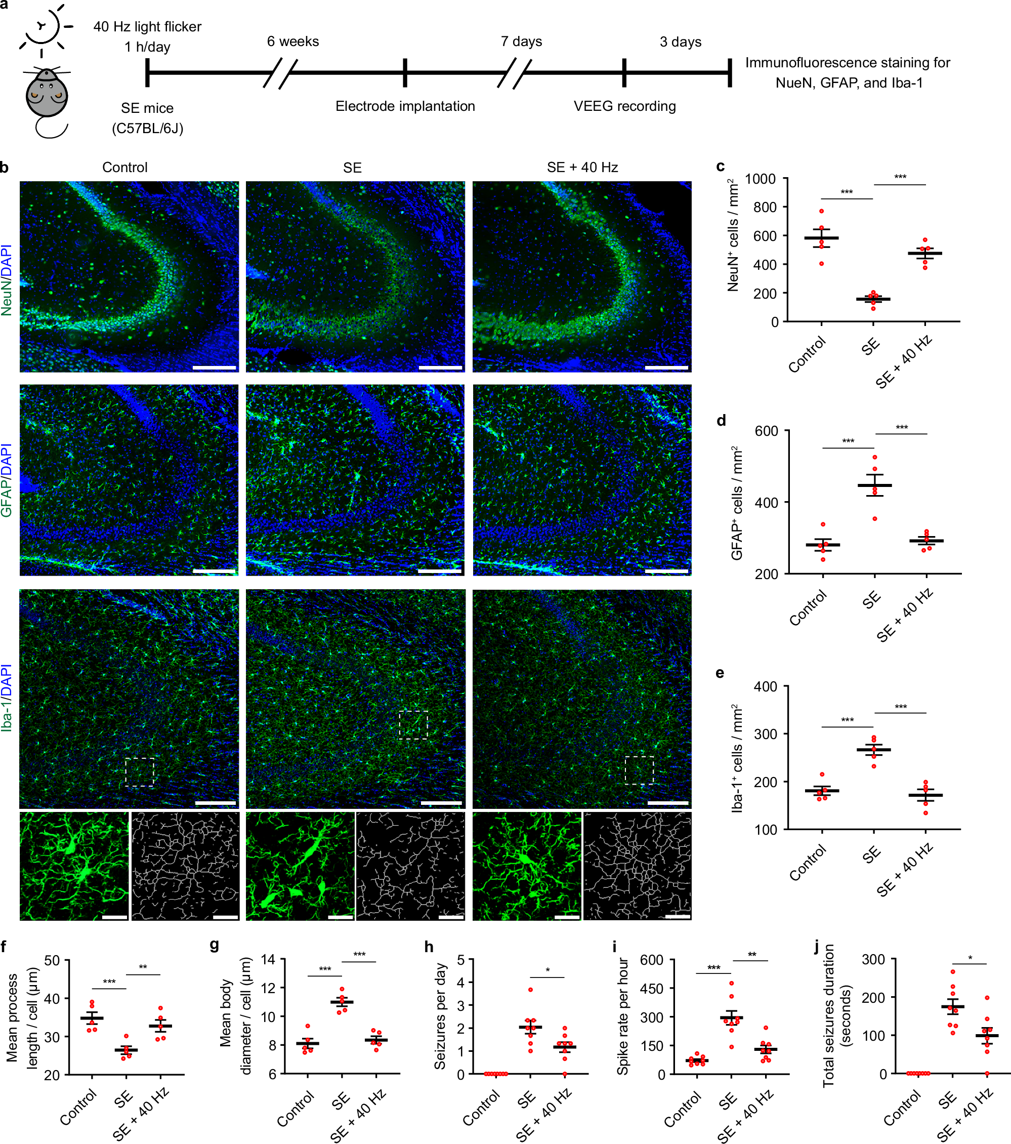 Fig. 2: Chronic GENUS attenuated hippocampal damage and seizure susceptibility.